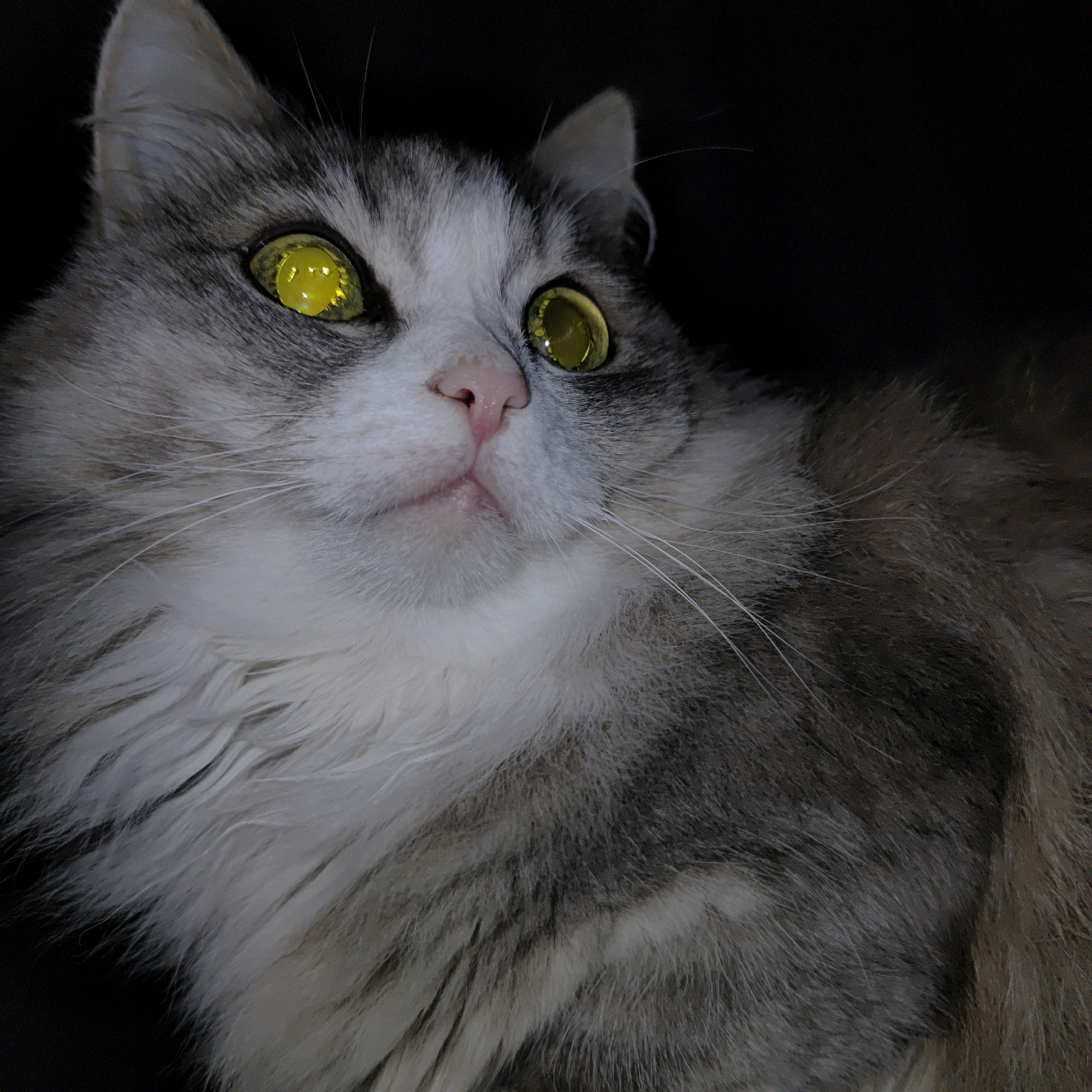 The image is a close-up of a fluffy cat's face with striking yellow eyes. The cat's fur is a mix of gray, white, and brown. The background is black and blurred, suggesting a dark environment, possibly indoors or at night. There is no visible connection to Марковский, Russia, or any urban setting. The image focuses solely on the cat's features, particularly its intense gaze.
