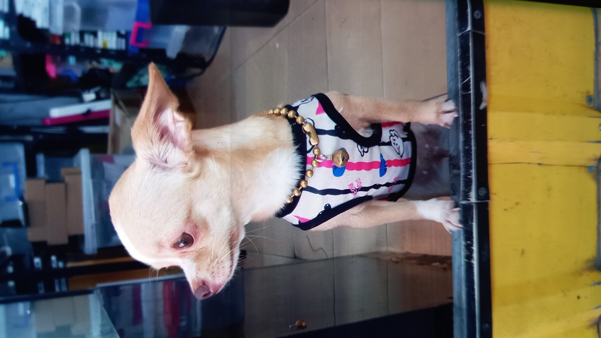 A small, light-colored Chihuahua, wearing a white and black patterned vest with pink stripes, a gold beaded collar, and a gold bell, stands on its hind legs with its front paws resting on a yellow object, possibly a counter or table. The dog is looking to the left. The background appears to be an indoor setting with shelves holding boxes and plastic containers. The flooring is tiled. The image is not taken in ตำบลเกาะพะงัน, Thailand.