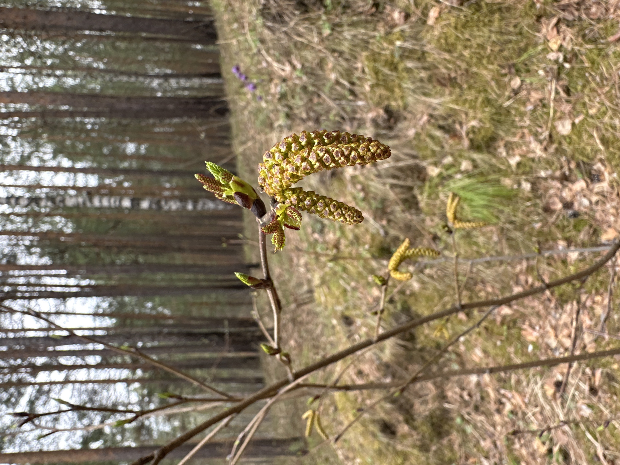 The image depicts a close-up of a branch with catkins and budding leaves, likely from a tree in early spring. The background consists of a blurred forest setting with trees appearing in the distance on the left side. The forest floor on the right appears covered in dry grass and leaves. The location is near Sayansk, Russia. No people are visible. The focus of the image is on the emerging flora.