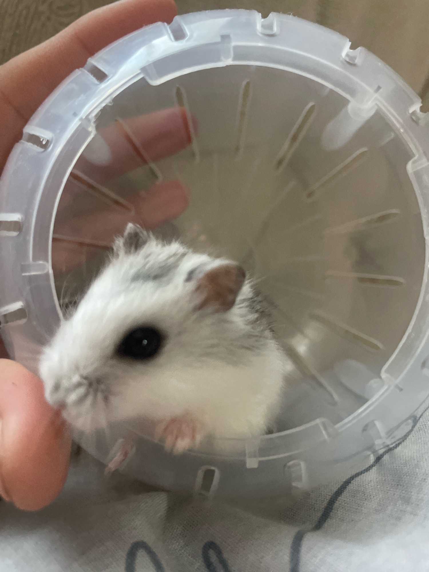 A close-up shot shows a small, white and grey hamster inside a clear plastic ball, likely a hamster exercise ball. The hamster is facing left, with its dark eye clearly visible. Its tiny paws are resting on the bottom of the ball. A person's fingers are visible on the left side of the frame, holding the ball. The background is blurred and appears to be a light-colored surface, possibly bedding or fabric. There is no indication of the city of Baranovka, Russia, in the image.
