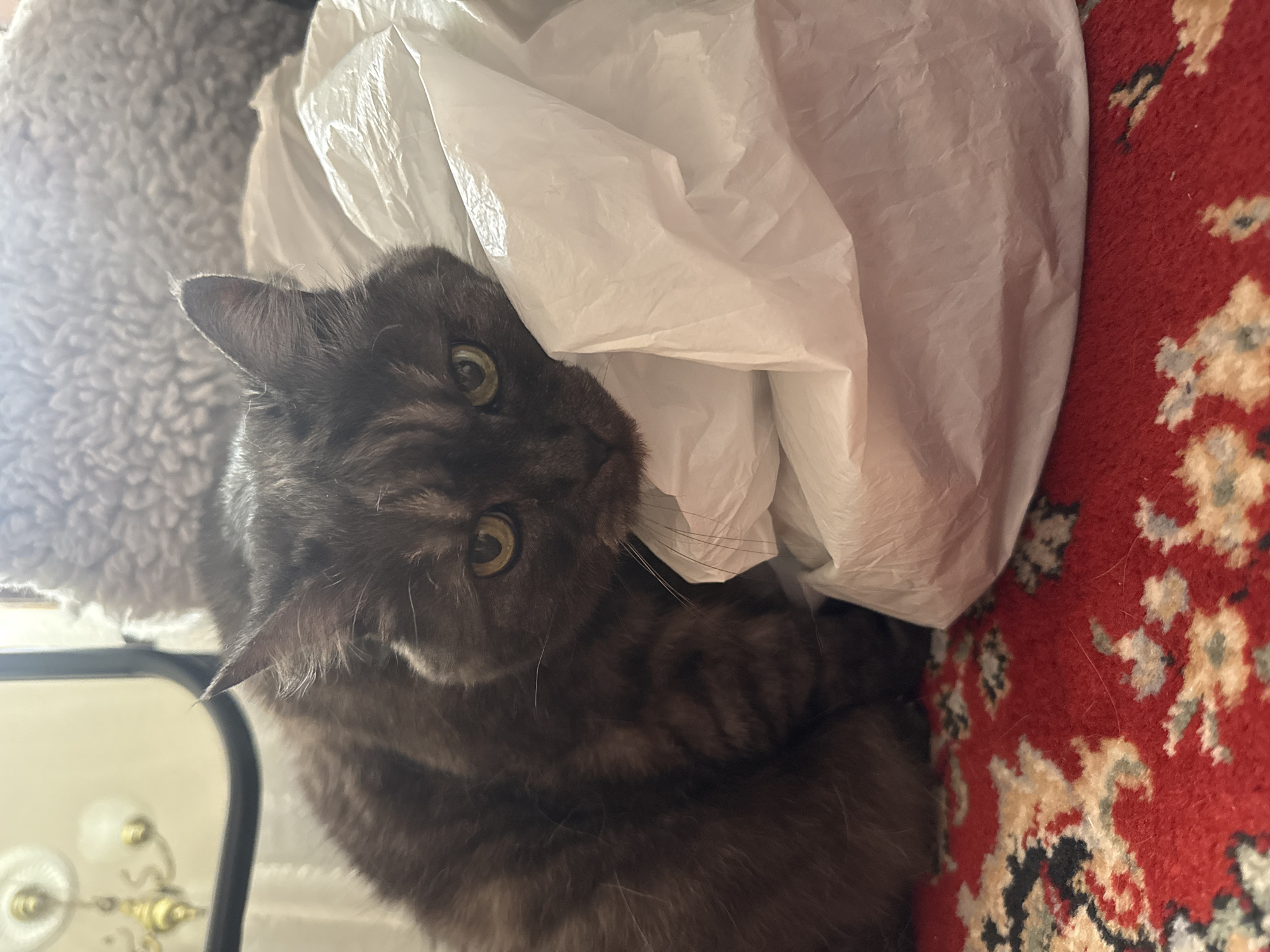 A gray cat with green eyes is lying near a white plastic bag on a red and white patterned rug. Part of a grey fluffy object and a white cabinet are visible in the background. The location is not specified in the image.