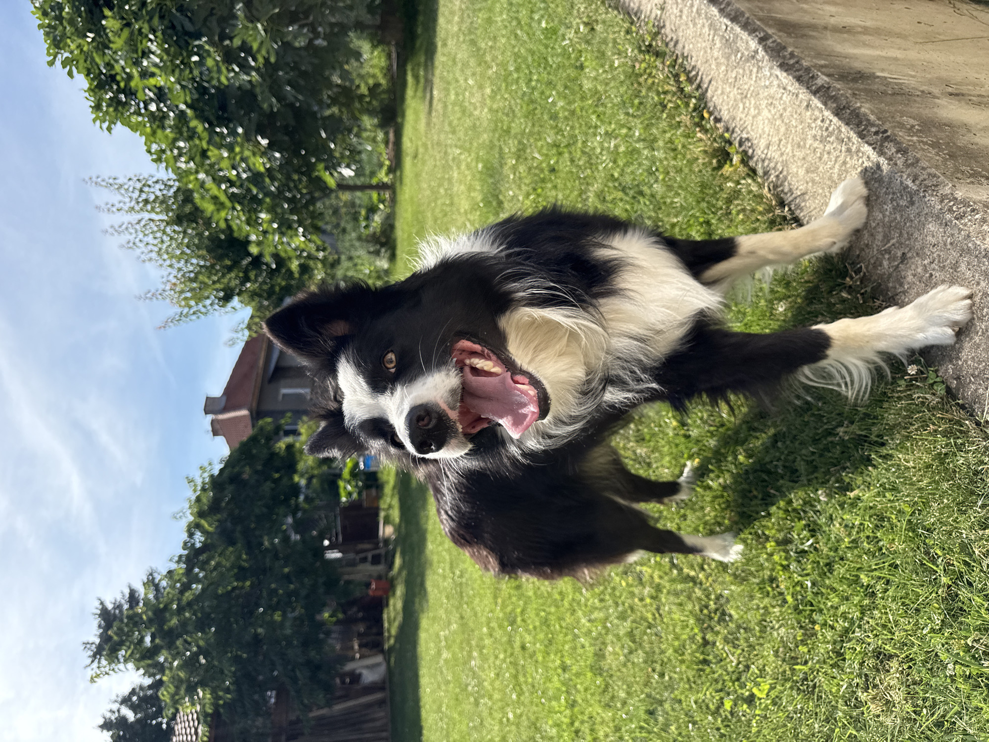 A black and white border collie stands on a grassy lawn in a backyard. The dog is looking to its left with its mouth open and tongue hanging out. The dog is partially obscured by a concrete wall in the foreground. In the background, there are trees, a house, and a blue sky with some clouds. The image appears to have been taken in a residential area of Berkovitsa, Bulgaria, on a sunny day.