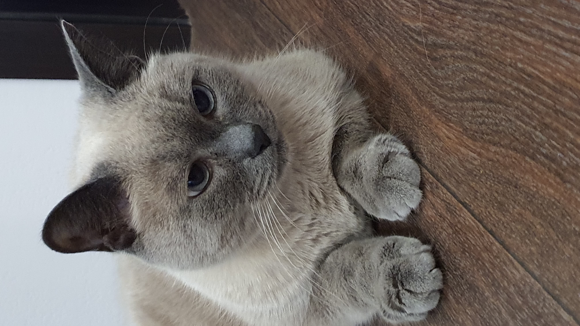 A domestic shorthair cat, with a light grey coat and darker points, is lying on a brown wooden floor. The cat is facing forward and slightly to the right, with its front paws crossed. Its eyes are open and blue. The background is a plain white wall. The image appears to be a close-up shot, with the cat filling most of the frame. There is no indication of the specific location in Krasnoyarsk, Russia, beyond the fact that the image was taken there.