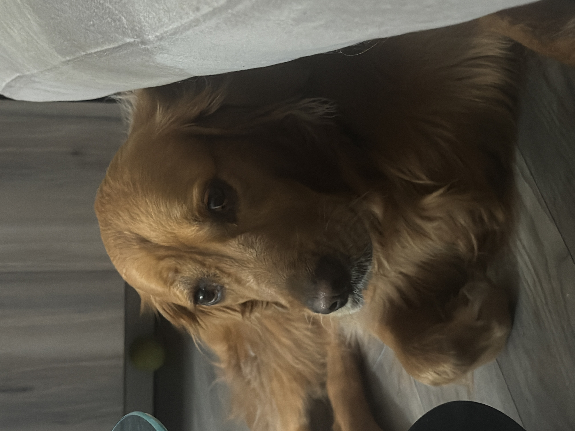 A medium-shot photograph shows a brown dog under a piece of furniture. The dog has long, brown fur and dark eyes. It is lying on a gray floor. A tennis ball is visible to the left of the dog's head. A white object is above the dog. A portion of a black object is visible in the bottom right corner of the image.
