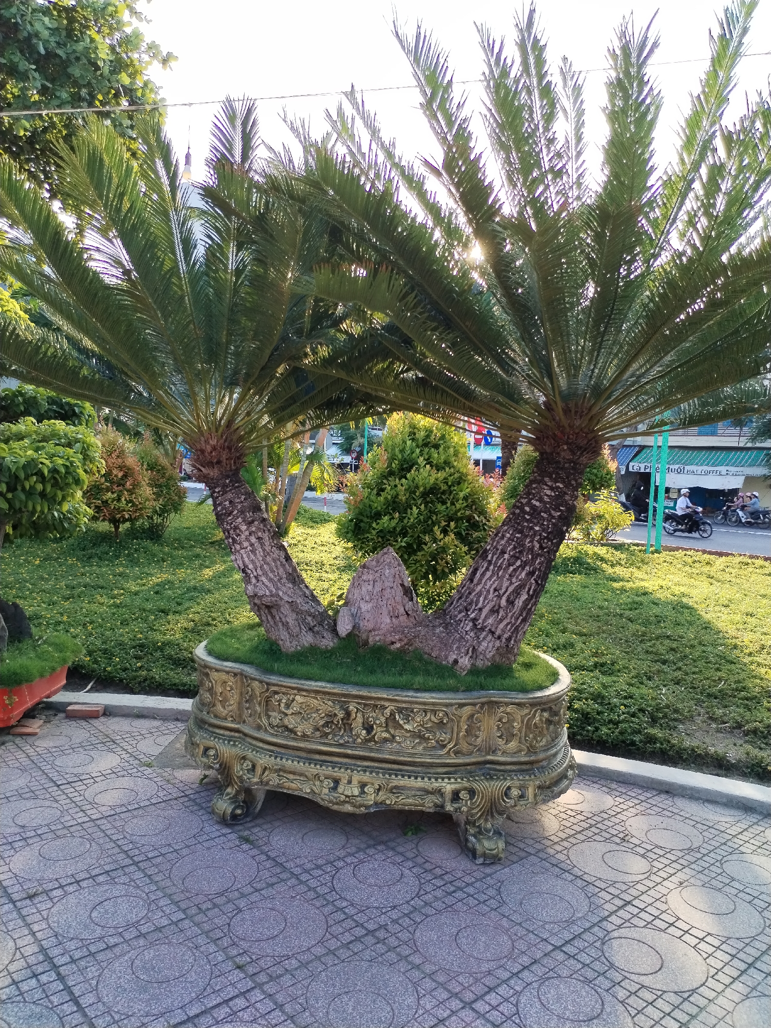 The image shows a uniquely shaped ornamental cycad plant in a large, ornate, golden-colored pot. The pot is placed on a tiled sidewalk. The plant has two distinct trunks emerging from the pot, each with a spread of green, palm-like fronds. In the background, there is a public park area with green lawns and other bushes and plants. Further in the background, a street scene is visible with people on motorbikes. A storefront with signage in Vietnamese is also visible in the distance. The location is Bac Nha Trang Ward, Vietnam.