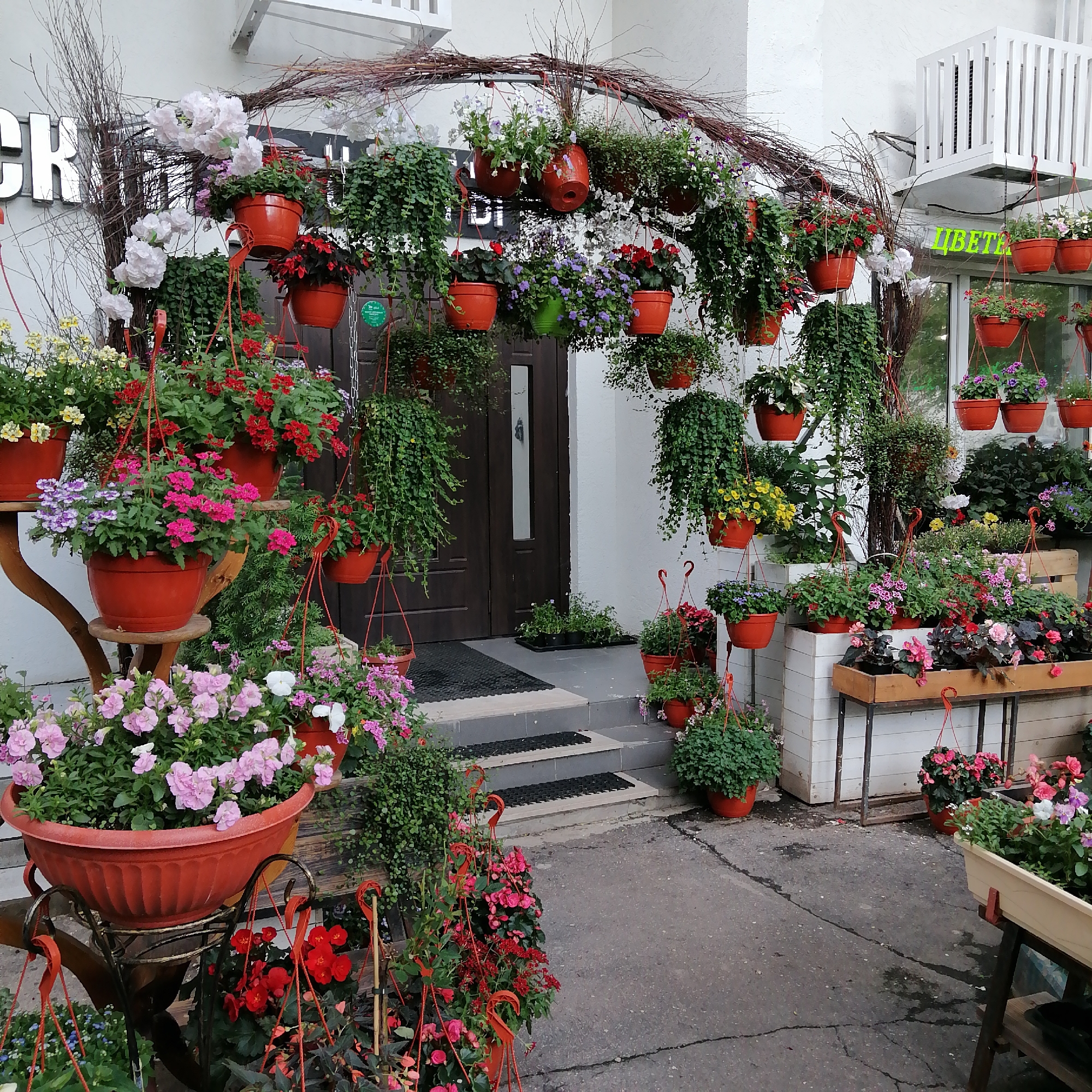 An outdoor scene displays a vibrant floral arrangement in front of a building. The facade of the building is white, with a dark brown door to the right and a large window with green lettering that reads "ЦВЕТЫ" (Flowers) on the right. Above the door, a white structure with slats is mounted. A large archway formed by intertwined branches spans across the entrance. Numerous hanging potted plants cascade down from the archway and are also arranged on stands and the ground. The pots are predominantly orange and red. The plants feature a variety of colorful flowers, including pink, red, white, and purple blossoms, alongside lush green foliage. In the foreground, a large, wide terracotta-colored pot on a metal stand holds a profusion of pale pink flowers. Steps lead up to the entrance, with black mats on the steps. The ground is paved with concrete, showing some cracks and wet patches. The scene is well-lit, suggesting it is daytime. There are no people visible in the image.