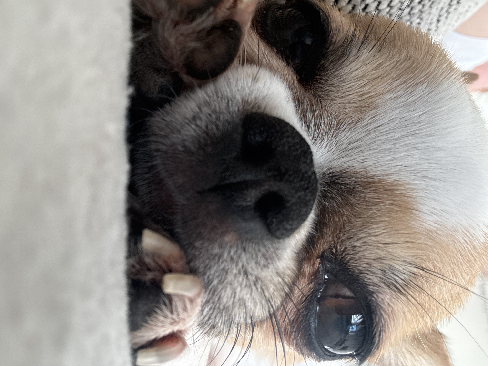 A close-up shot of a Chihuahua's face. The dog's fur is a mix of brown, white, and grey. Its nose is black and shiny, and its eyes are large and dark. One paw is visible with long, untrimmed claws. The dog is resting on a white fabric surface, possibly a blanket. The background is blurred and out of focus, with a glimpse of a grey knitted fabric and a white shirt. The location is unknown.
