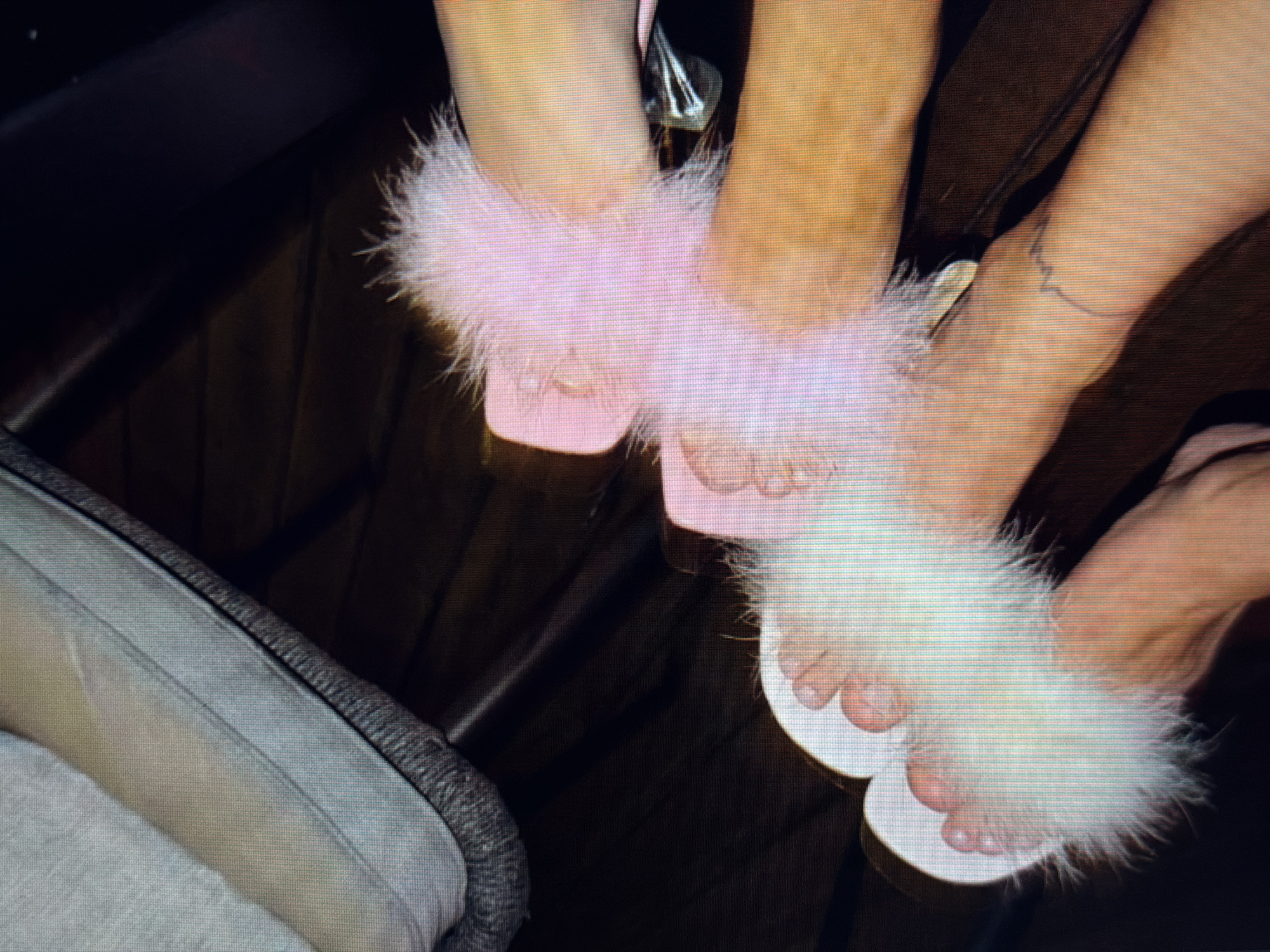 The image shows a close-up view of four feet, each wearing fuzzy slippers. Two feet on the left are adorned with light pink slippers, while the two feet on the right wear white slippers. The slippers appear to be made of a soft, fluffy material. The scene is dimly lit, suggesting an indoor setting, possibly at night or in a room with low lighting. The background is dark and out of focus, making it difficult to discern specific details of the environment. A portion of a light-colored cushioned surface, perhaps a sofa or chair, is visible in the lower left corner. The focus of the image is entirely on the feet and slippers. There is no visible text, indication of time of day or weather, or any clear emotional cues. The context provided indicates the location is Sirius, Russia, but this cannot be visually confirmed from the image itself.