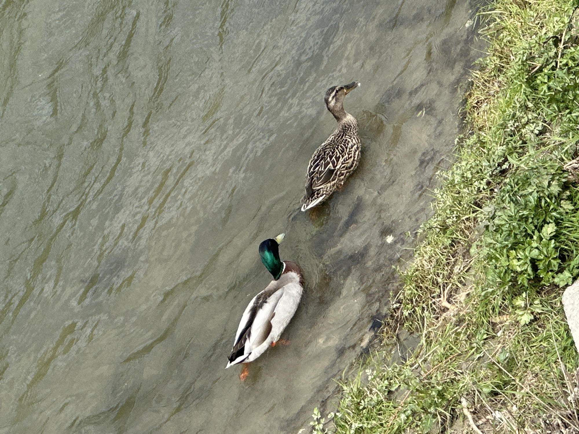 An overhead photograph captures two mallard ducks in the murky, greenish-brown water of a river or canal, bordered by a grassy bank on the right. The scene is set in Plovdiv, Bulgaria, during daytime, under what appears to be natural light.
The prominent subject in the lower center is a male mallard, identified by its glossy iridescent green head, a distinct white neck ring, and its greyish-white body with black and brown accents on its wings and tail. Its beak is a pale yellow, and orange webbed feet are partially visible beneath the water. Slightly above and to the right, closer to the bank, is a female mallard, characterized by her mottled brown and black plumage, which helps her camouflage. Both ducks are oriented towards the upper right of the frame, either swimming slowly or standing in shallow water near the bank.
The water surface displays subtle ripples and texture, reflecting the light unevenly. To the right, the riverbank is covered in a mix of green grasses and low-lying plants, suggesting a natural or semi-natural environment. There are no people or other discernible objects, and no visible text. The overall mood is peaceful, showcasing wildlife in its habitat.