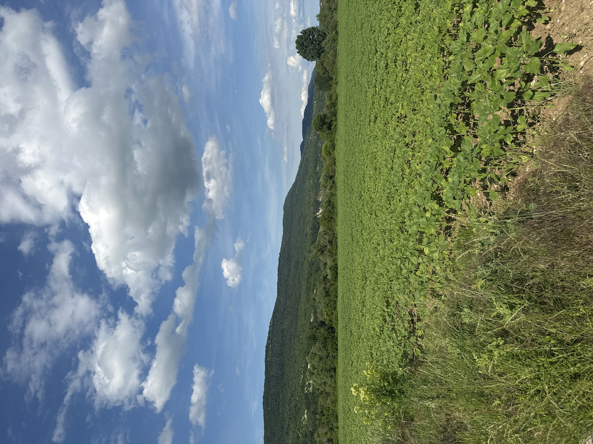 A broad landscape view captures a vibrant agricultural and natural scene under a bright sky. In the foreground and midground, a vast field stretches across the lower half of the image, densely planted with uniform, leafy green crops, possibly young sunflowers, indicating cultivation. To the right, the edge of the field transitions into a strip of wilder, taller green and dry grass and weeds.
In the mid-distance, a long, undulating mountain range rises, completely covered in dense, dark green forest, suggesting a heavily wooded area. A single, prominent deciduous tree with a full canopy stands near the left side of the forested mountains.
The sky above is a clear, bright blue, populated by numerous fluffy white and light grey cumulus clouds, indicative of fair weather. The overall lighting suggests it is daytime, likely mid-day, with strong sunlight illuminating the landscape.
There are no people or specific activities visible, presenting a tranquil and natural setting. The scene reflects a rural environment, consistent with the Kormiansko region in Bulgaria. No text is visible in the image.