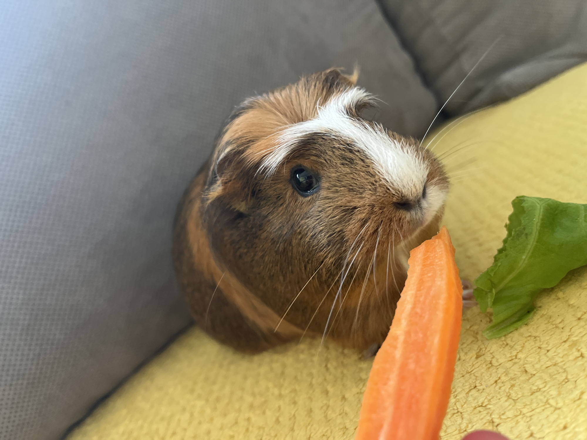 A close-up, eye-level shot captures a domestic guinea pig focused intently on a piece of food. The guinea pig, with striking brown, tan/orange, and white fur, dominates the right half of the frame, facing slightly right. Its face features large, dark eyes, a small nose, and numerous long, delicate white whiskers fanning out from its muzzle. A prominent white stripe runs down the center of its face, contrasting with the warm brown and tan markings around its eyes and ears.
The guinea pig appears to be reaching for or is about to nibble on a vibrant orange slice of carrot, which is held by a human hand, with only a small portion of a finger visible in the bottom right corner. To the left of the carrot, a fresh green leafy vegetable, possibly lettuce or cabbage, is also present on the yellow surface.
The setting is indoors, with the guinea pig resting on a textured, yellow fabric surface, likely a blanket or cushion. Behind the guinea pig, a soft grey sofa or large cushion provides a muted background. The lighting is soft and even, suggesting natural light or well-diffused artificial light. The overall mood of the image is calm and endearing, highlighting the guinea pig's adorable features and its anticipation of the treat. There is no visible text in the image.