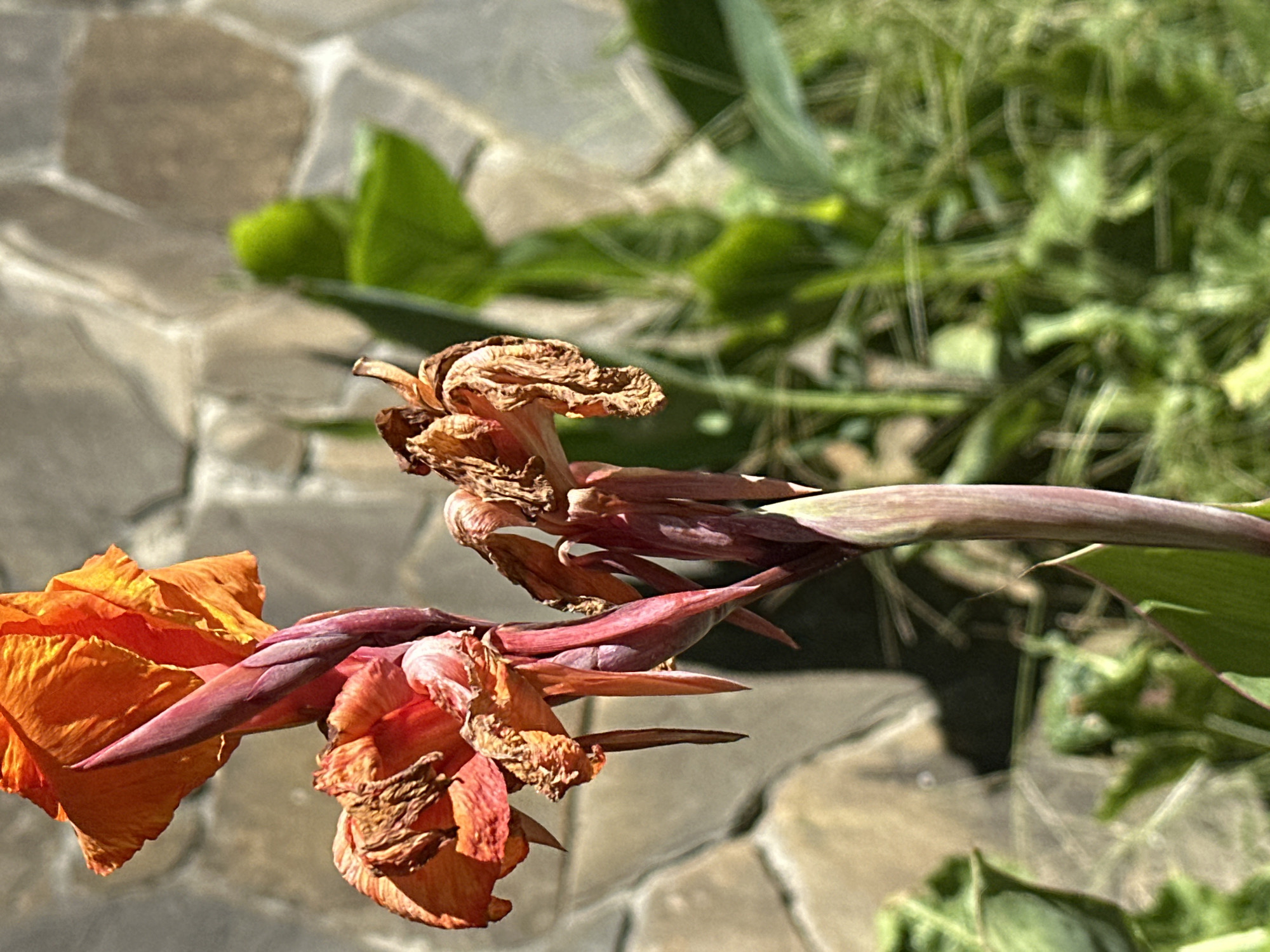 A close-up, outdoor, eye-level shot focuses on a wilting orange Canna Lily flower with dried, shriveled petals and a drooping stalk. The flower is positioned in the foreground, with a blurred background of green foliage and a stone wall. The lighting suggests daytime, with harsh shadows cast by the sunlight. The image appears to be taken in a garden or outdoor setting, possibly in Sochi, Russia, given the natural elements and the stone wall, which could be part of a building or landscape feature common in the region. There are no people or animals visible in the frame. The overall mood of the image is one of decay and the transient nature of beauty.