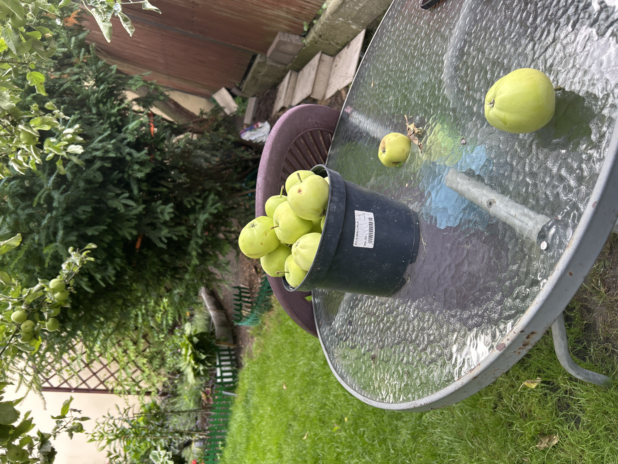 A slightly blurry, outdoor, eye-level shot depicts a collection of green apples in a black plastic pot, placed on a round glass-topped metal table. The pot has a label with text and a barcode. Several apples are also scattered on the table's surface and on the surrounding green grass. Behind the table, a dark purple chair is visible. The background reveals a garden area with various plants, a wooden fence, and a portion of a building. The scene appears to be in a backyard in Tczew, Poland.