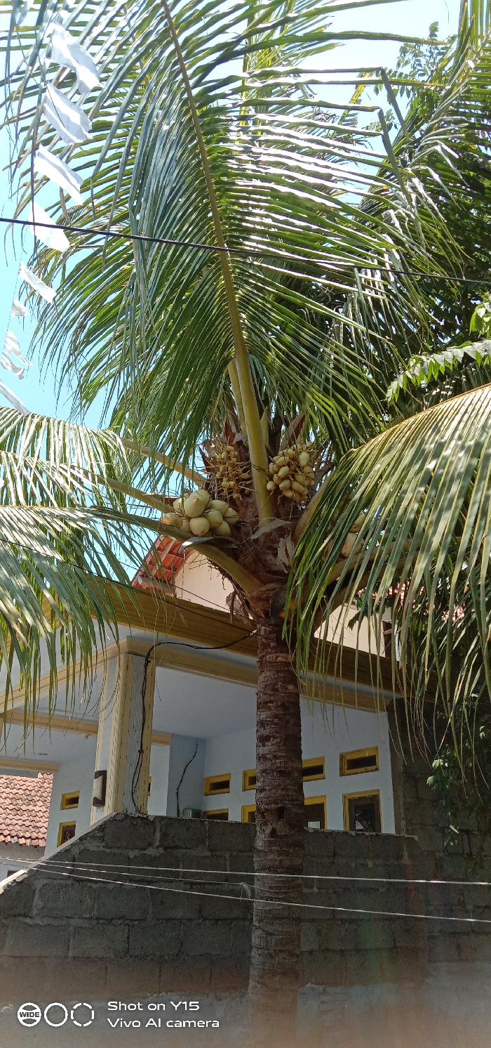 This image depicts an outdoor scene in Sebaung, Indonesia, under bright daylight. The central focus is a mature coconut palm tree with a robust, textured brown trunk, positioned slightly right of center. Its crown is abundant with numerous long, green fronds extending outwards, and clusters of green and yellow-green coconuts are visible among the fronds.
In the midground, behind a low, grey concrete block wall in the lower left, a light-colored building is partially visible. This building features a terracotta-tiled roof section on the left, and a white or light grey facade with multiple rectangular windows outlined in yellow. A vertical column or pillar is present on the building's exterior, with black electrical wires running along it. Additional black wires extend horizontally across the concrete block wall in the foreground.
The background consists primarily of a clear, bright blue sky. To the far left, several small, rectangular white flags or streamers are attached to a horizontal wire or cable, fluttering against the sky. Darker green foliage from other trees is visible along the right edge of the frame. No individuals are present in the image.