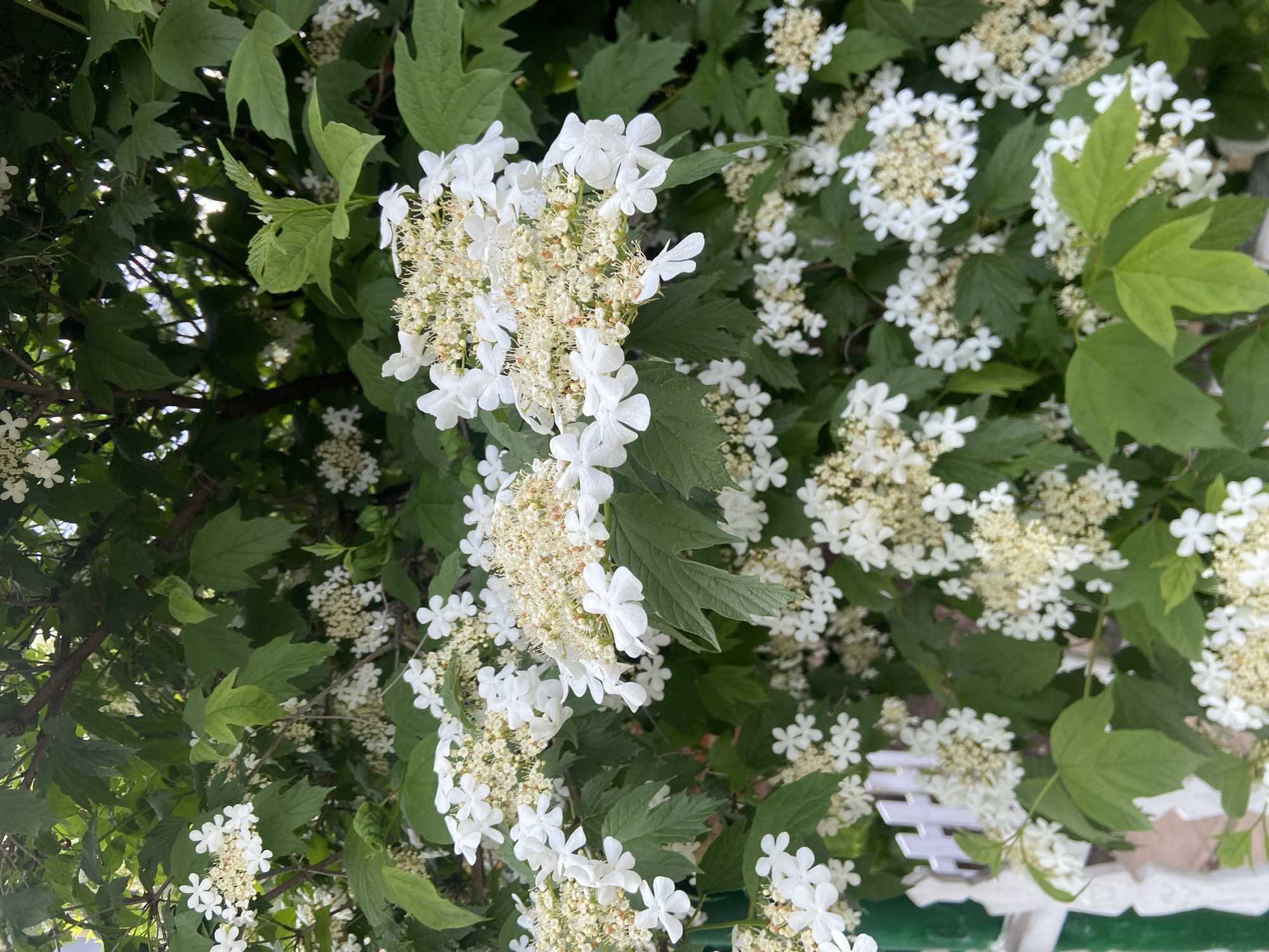 The image shows a close-up of a flowering bush with white flowers and green leaves. The flowers appear to be in clusters. Some white slats can be seen at the bottom right of the photo. The location is Фоки, Russia.