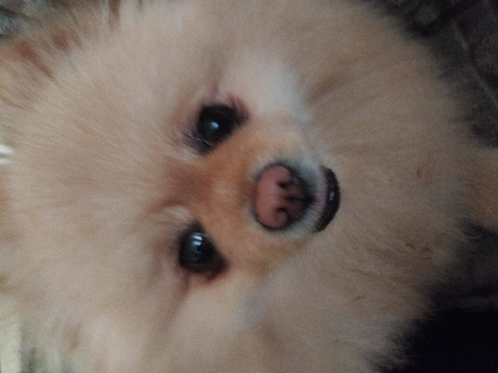 The image is a close-up of a Pomeranian dog's face. The dog has light brown fur and dark eyes. The dog's nose is pink and moist, and its mouth is slightly open, revealing a pink tongue. The background is blurred and dark, suggesting the photo was taken indoors. There is no indication of the city of Apriltsi, Bulgaria in the image.