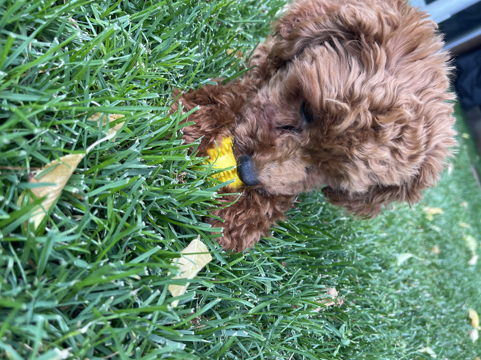 A brown poodle puppy is lying on a lawn of green grass with a yellow ball in its mouth. There are also several yellow leaves scattered across the grass. The location is unknown but presumed to be a suburban lawn.
