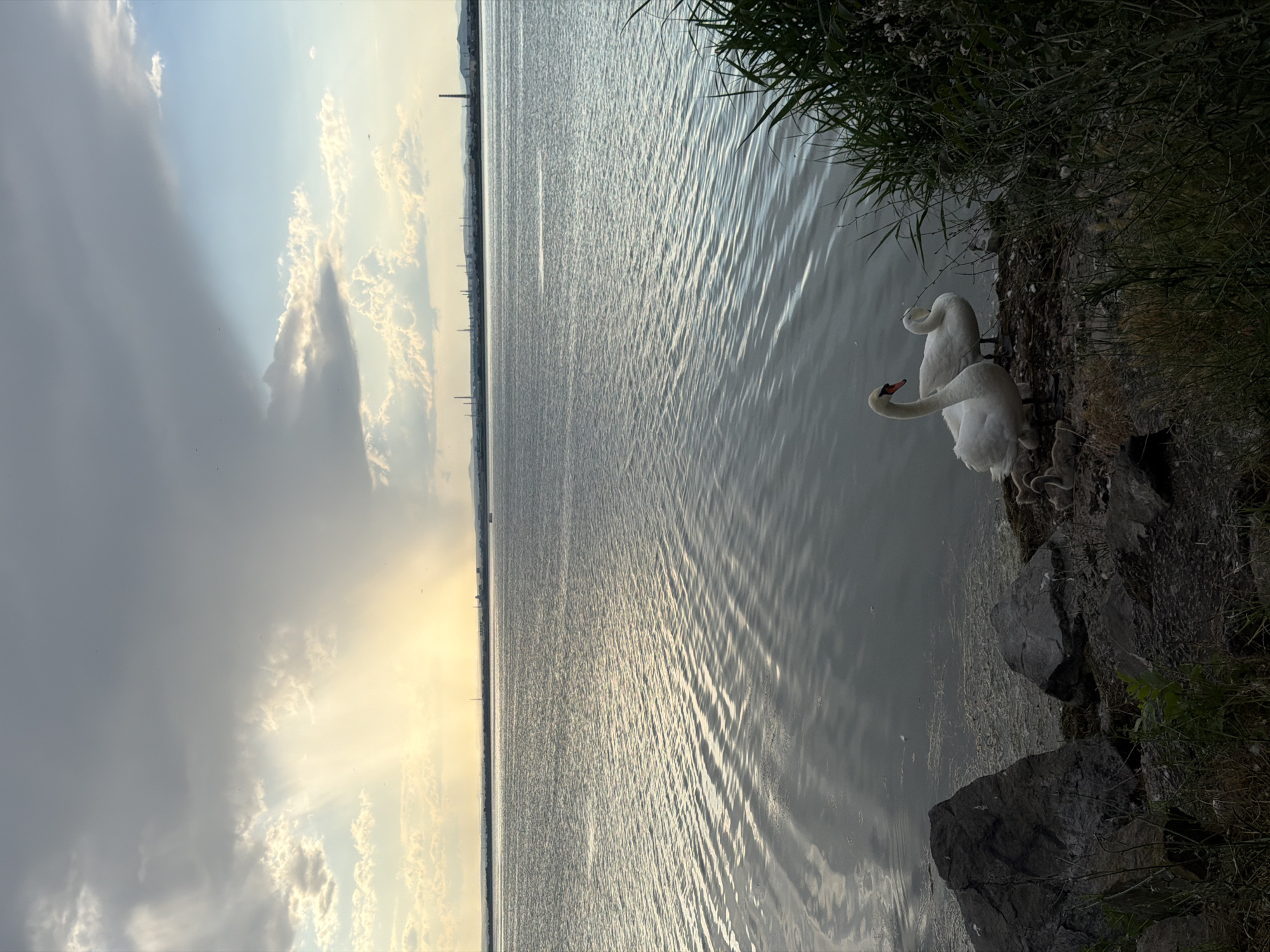 The image depicts a serene waterfront scene at sunset, likely on the Burgas Bay in Burgas, Bulgaria. Two adult swans, one with its neck elegantly curved and the other facing away, stand on the shore near a cluster of gray rocks and dry vegetation. Several cygnets, baby swans, are visible near the adult swans, some appearing to be huddled together. The calm water reflects the soft light of the setting sun, creating gentle ripples. In the distance, a hazy industrial skyline with smokestacks and towers suggests the presence of a city or industrial area. The sky is dramatic, with heavy, dark clouds partially obscuring the sun, allowing rays of light to break through, creating a luminous effect over the water and horizon.