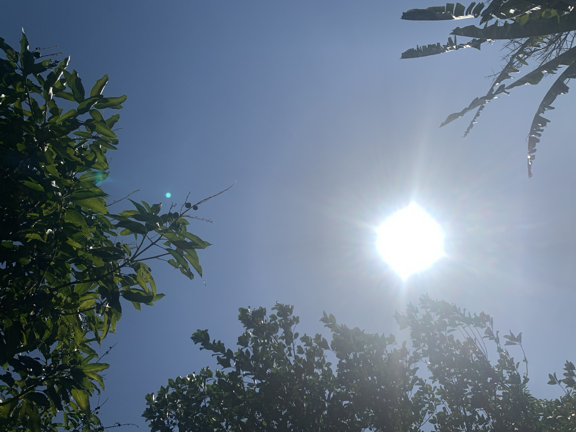 This image captures a view looking upwards towards a clear blue sky on a sunny day in Makassar, Indonesia. The scene is dominated by the bright sun, which is centrally positioned and radiating light. Lush green foliage from trees frames the sky from the top and left sides of the image. In the lower right, large, tattered leaves, possibly from a banana plant, are also visible against the sky. There are no people or animals depicted in the image. The environment suggests an outdoor setting, likely in a park, garden, or natural area within the city.