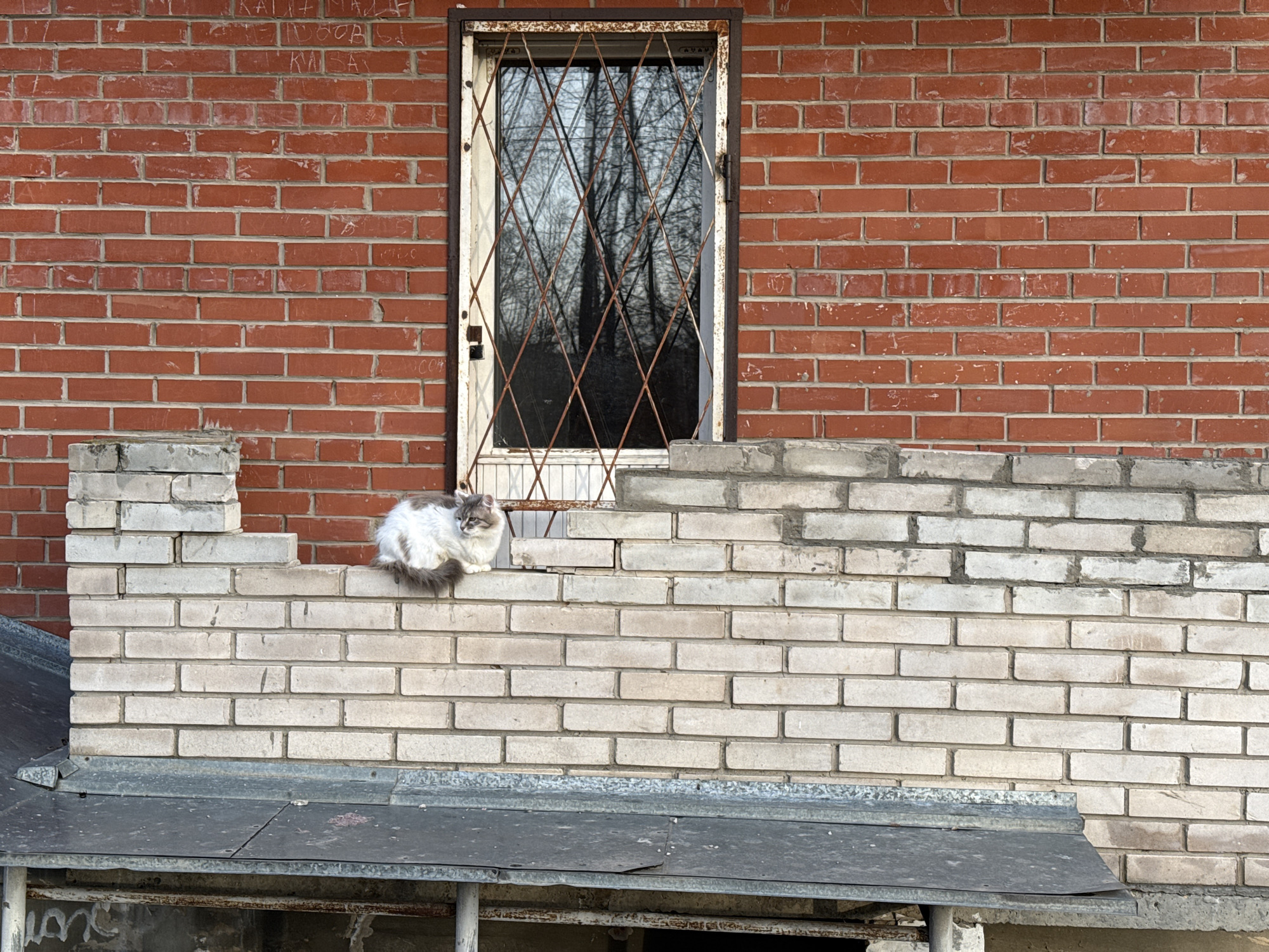 A medium-shot captures a cat perched on a weathered brick wall in front of a building, location Unknown. The wall is constructed of light-colored bricks, showing signs of age and wear. It sits atop a dark gray metal structure. A white and gray cat rests comfortably on the wall, its fluffy tail visible. Behind the wall, the building's façade is made of red bricks. A barred window is set into the wall. The reflection in the window reveals leafless trees. The overall scene is outdoors, with natural light illuminating the building and the cat.