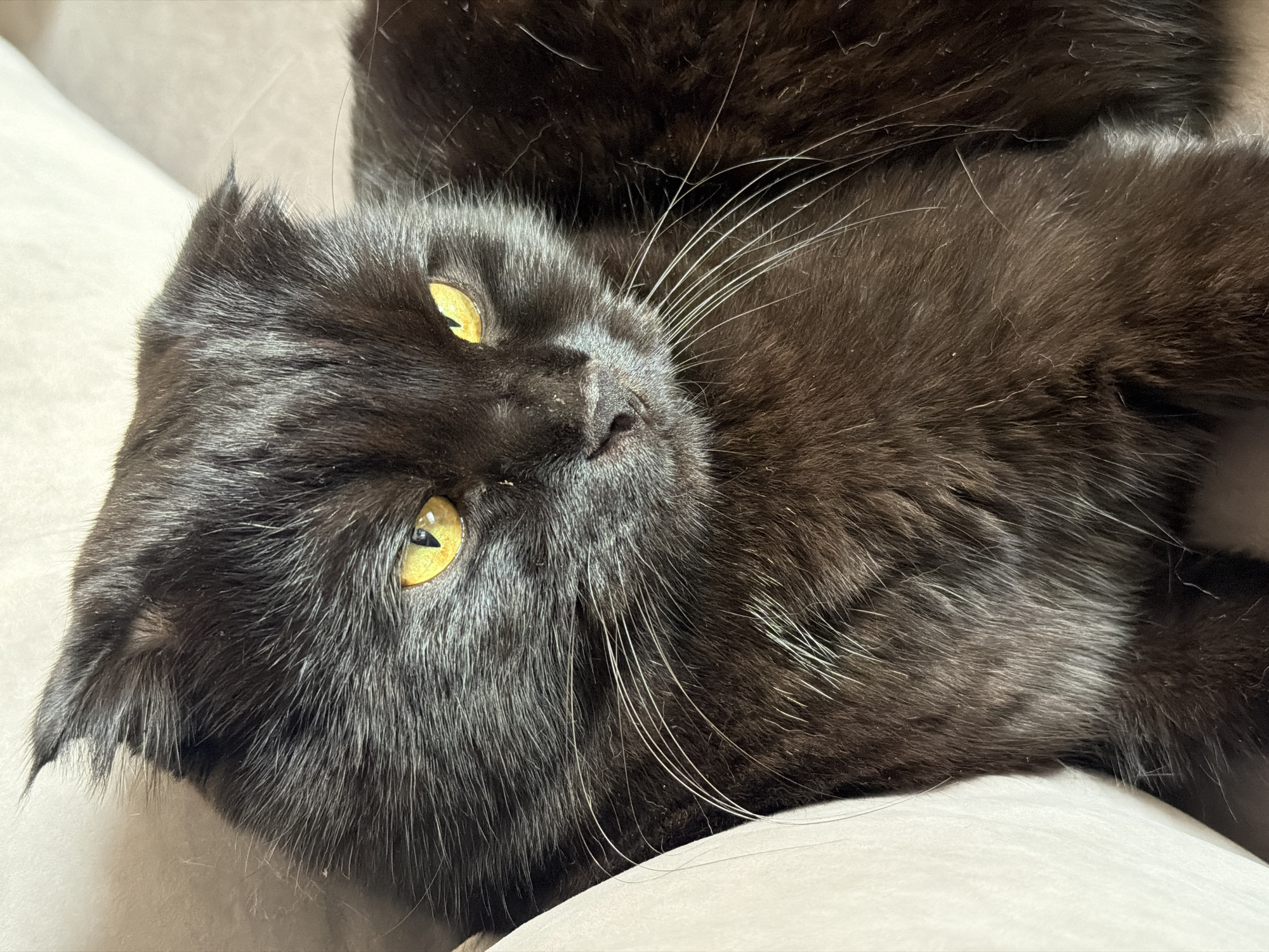 A close-up, eye-level shot shows a black cat with striking yellow eyes. The cat is resting on a light-colored surface, possibly a sofa. Its fur appears thick and somewhat disheveled. The cat's ears are folded down, characteristic of a Scottish Fold breed. The background is a softly lit, neutral tone. There are no people or any other discernible objects or environmental features visible in this image, and no information can be provided about its location in the city of Tsiolkovsky, Russia.