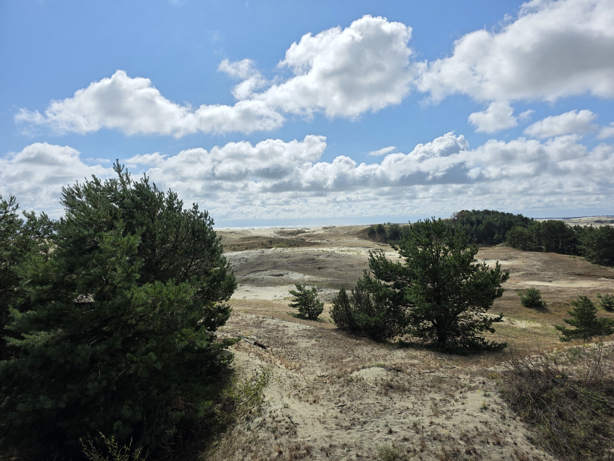 The image shows a landscape with sand dunes and pine trees under a partly cloudy sky. In the foreground, there are several pine trees and sparse vegetation on sandy ground. The middle ground features rolling sand dunes with some scattered trees. In the distance, more dunes and a line of trees are visible, with a faint horizon that could be the sea. The sky is blue with scattered white cumulus clouds. The scene is a natural landscape, likely a coastal dune area. The location is identified as Morskoe, Russia, which is known for its sandy coastline and Curonian Spit National Park.