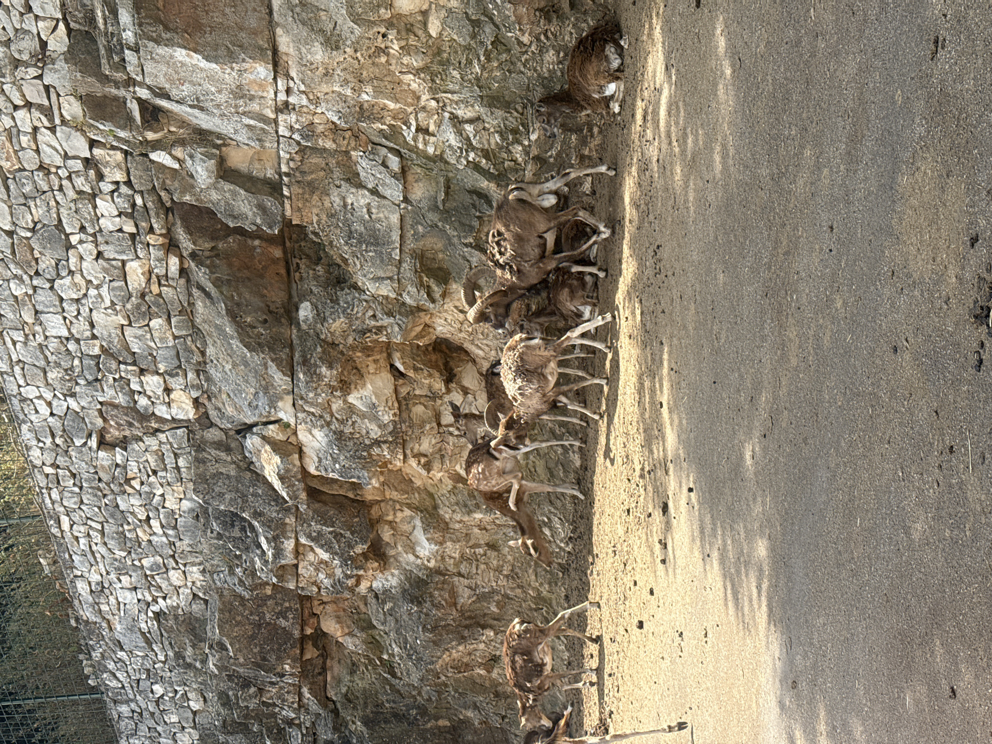The image captures a herd of wild sheep or goats, likely mouflon, positioned against a rocky backdrop and an adjacent paved area. The scene is set outdoors under bright daylight, with strong shadows cast onto the ground, suggesting either early morning or late afternoon sun.
On the left side of the frame, there is a large, rugged rock face composed of natural stone and a section of man-made dry-stacked stone wall. The wall features irregular, grey, and beige stones forming a structured but natural-looking boundary. The wild sheep/goats, varying in size from adults with large, curved horns to smaller individuals, are scattered across this rocky terrain. Many are seen standing on ledges and inclines, demonstrating their agility in navigating the uneven surface.
To the right of the rock face is a wide, flat path or ground area made of a granular, light-colored material, possibly asphalt or compacted earth. Several animals are also standing or moving along this path. One prominent male with substantial horns is visible amongst a cluster of animals on the rocky slope.
A wire fence is partially visible on the far left, bordering the stone wall, indicating an enclosed environment such as a zoo or safari park. No people are visible, and the animals appear calm. There is no visible text in the image. The location context of Fasano, Italy, aligns with this being an animal park like Zoosafari Fasanolandia.