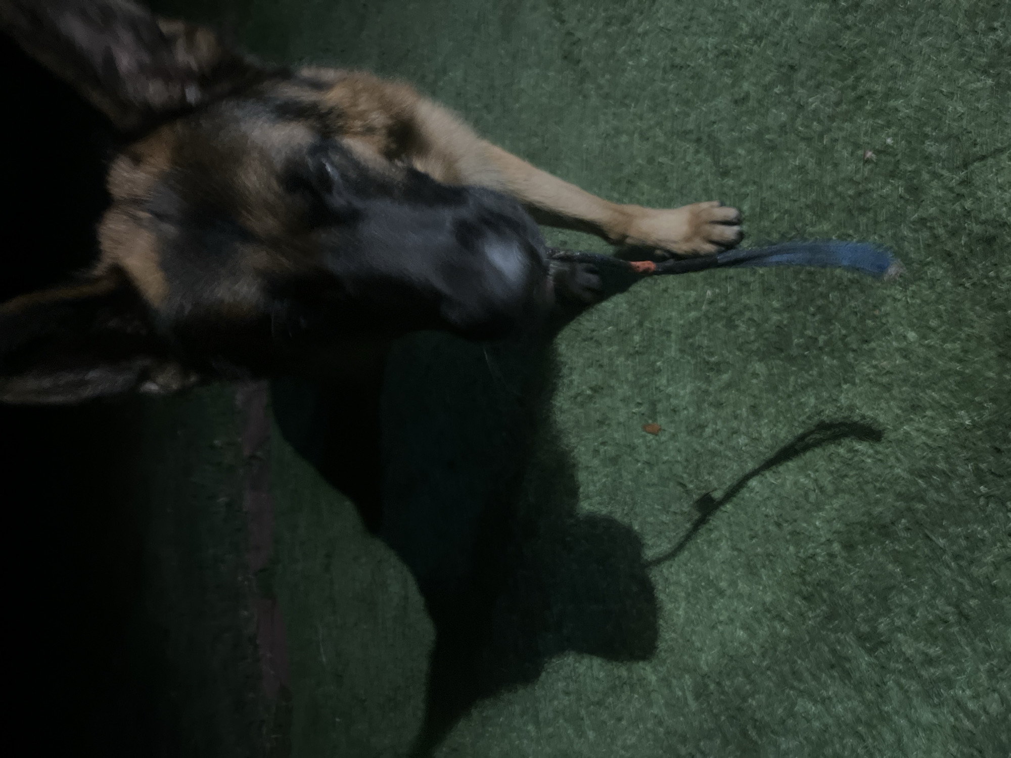 A German Shepherd dog stands on a grassy area at night, holding a dark blue leash in its mouth. The dog's head is partially visible, with its ears erect and its eyes looking towards the viewer. A shadow of the dog is cast on the ground to its left. The environment appears to be a park or backyard, with artificial turf and some small orange debris on the ground. There are no visible people in the image. The location is not specified within the city of Jacksonville, United States of America.