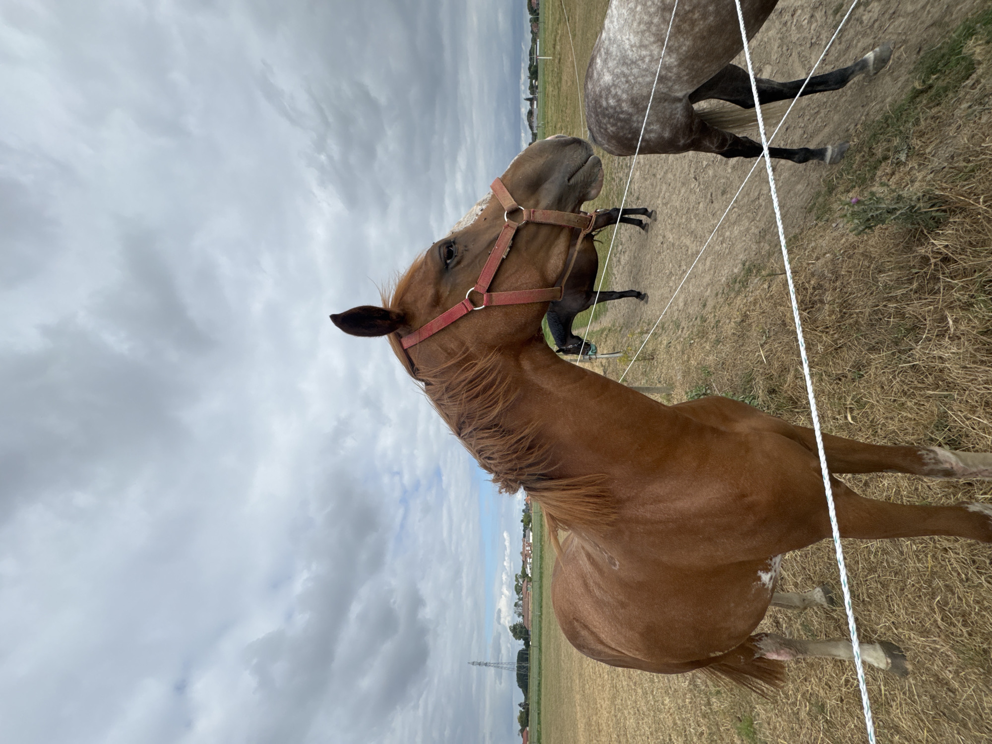 The image depicts a brown horse with a red halter, standing in a field with dry grass. The horse is facing to the right and its head and upper body are prominently visible. In the background, other horses are partially visible, one dark-colored and another speckled gray. A white electric fence runs horizontally across the foreground, partially obscuring the horses. The environment is rural, with a distant view of buildings and a power line against a cloudy sky. The location is identified as Estaimpuis, Belgium.