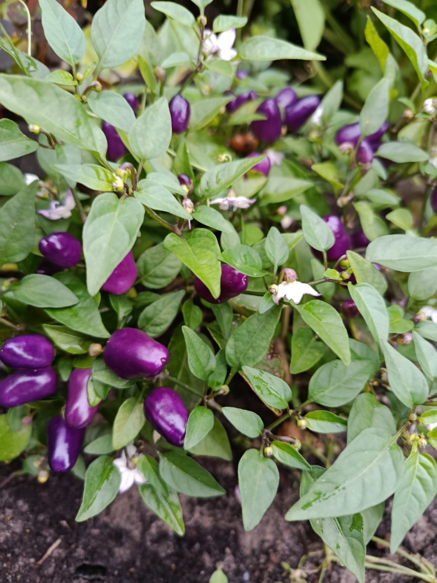 A close-up, top-down shot focuses on a plant with numerous small, vibrantly purple chili peppers and green leaves. Several white flowers with purple centers are also visible, some partially open. The plant is growing in dark soil, with some leaves appearing wet, possibly from rain or watering. The setting is outdoors, with the plant likely in a garden or natural environment. The image does not contain any people or specific structures that would indicate a precise location within Verea, Russia.