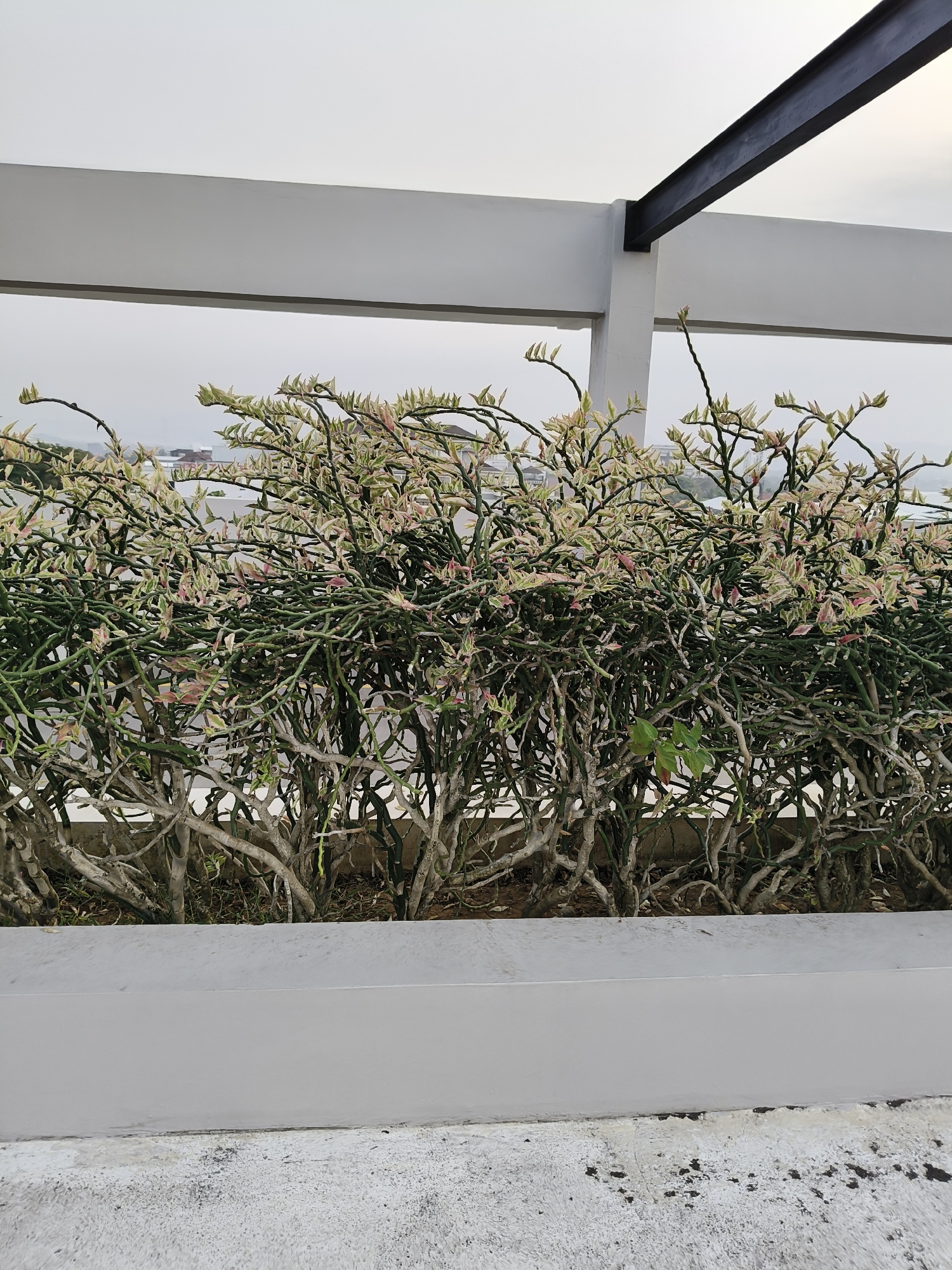 The image shows a close-up view of a plant with multi-colored leaves, possibly a variegated Devil's Backbone (Euphorbia tirucalli 'Sticks of Fire'), growing in a rectangular planter. The planter is light gray and sits on a textured, light-colored surface, possibly concrete. Behind the planter, there's a white railing structure with a dark metal beam extending diagonally upwards. The background is blurred and shows a hazy sky and distant structures, suggesting an outdoor urban or suburban setting. The overall lighting is overcast. The specific location of Desa Pagandaran, Indonesia, is not visually evident from the image content.