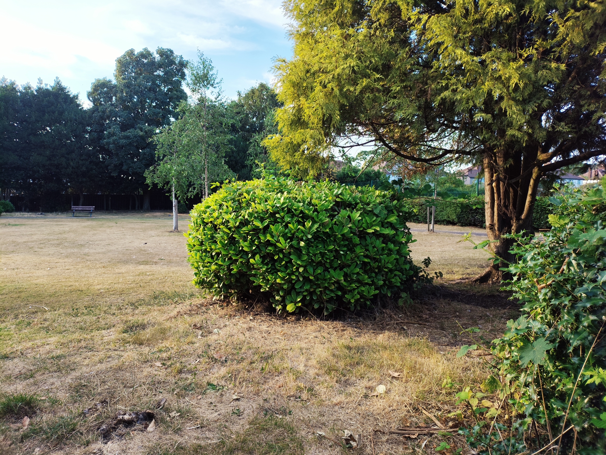 A low-angle, full shot captures a park scene bathed in sunlight. In the foreground, a rounded, dense green bush sits on dry, yellowed grass. To its right, a large tree with textured bark and yellowish-green foliage dominates the frame, with its branches extending upwards. Behind the bush, a line of dark green trees forms a backdrop, punctuated by a single thinner tree with lighter green leaves. Further in the distance, a park bench is visible on the left. The sky above is a pale blue with scattered white clouds. The overall impression is one of a well-maintained, sun-drenched park, likely in a residential area given the houses visible beyond the trees in the background. The image is consistent with a scene in Maghull, United Kingdom, known for its numerous green spaces and parks.