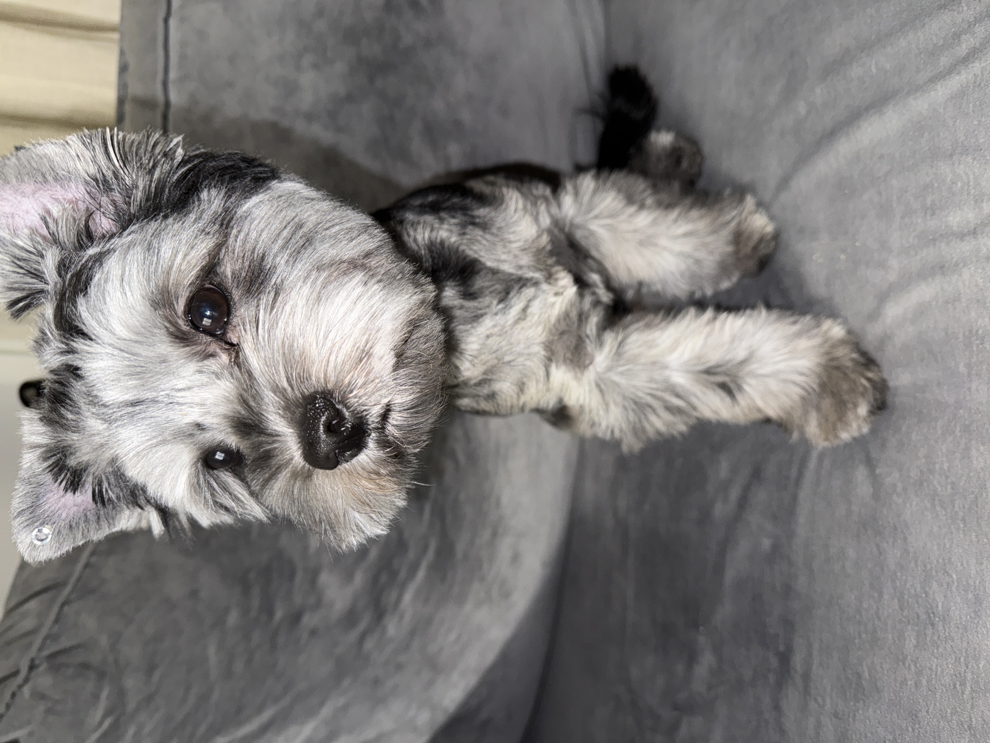 A small, grey and black dog with a diamond stud on its left ear sits on a grey, textured surface, likely a couch. The dog is facing forward, with its head tilted slightly. Its fur is shaggy, and its eyes are dark brown. The background is out of focus and appears to be a continuation of the grey surface. The image was taken indoors.