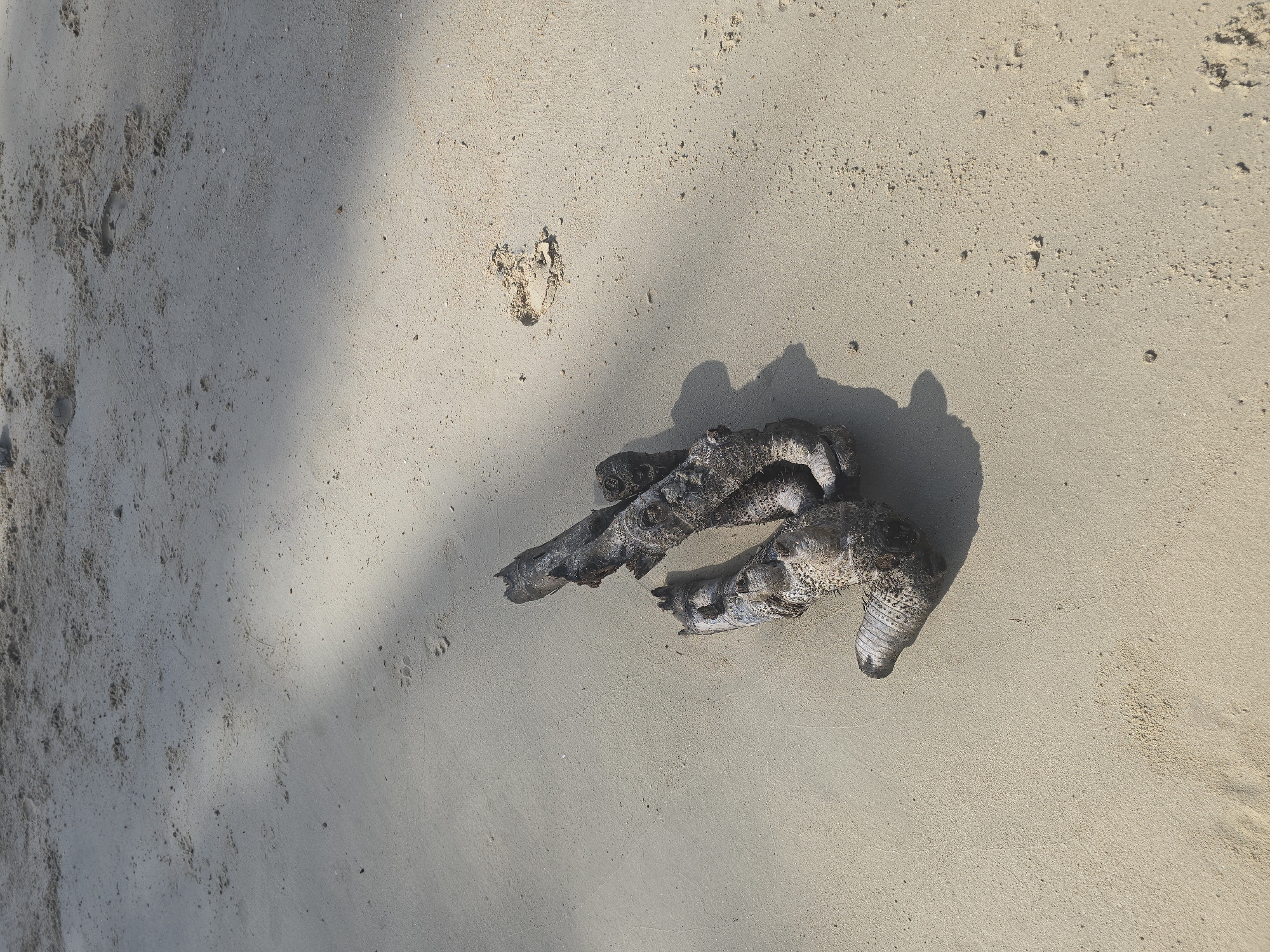 The image depicts a cluster of weathered driftwood pieces lying on a sandy beach. The driftwood is dark and textured, with visible signs of age and weathering. The sand is light-colored and appears damp in some areas, with subtle footprints and debris scattered across its surface. Shadows from unseen foliage or structures fall across the sand, suggesting an outdoor environment under natural light. The scene is devoid of human presence or activity. This location is the sandy shore of Baan Chaweng Noi, Thailand.