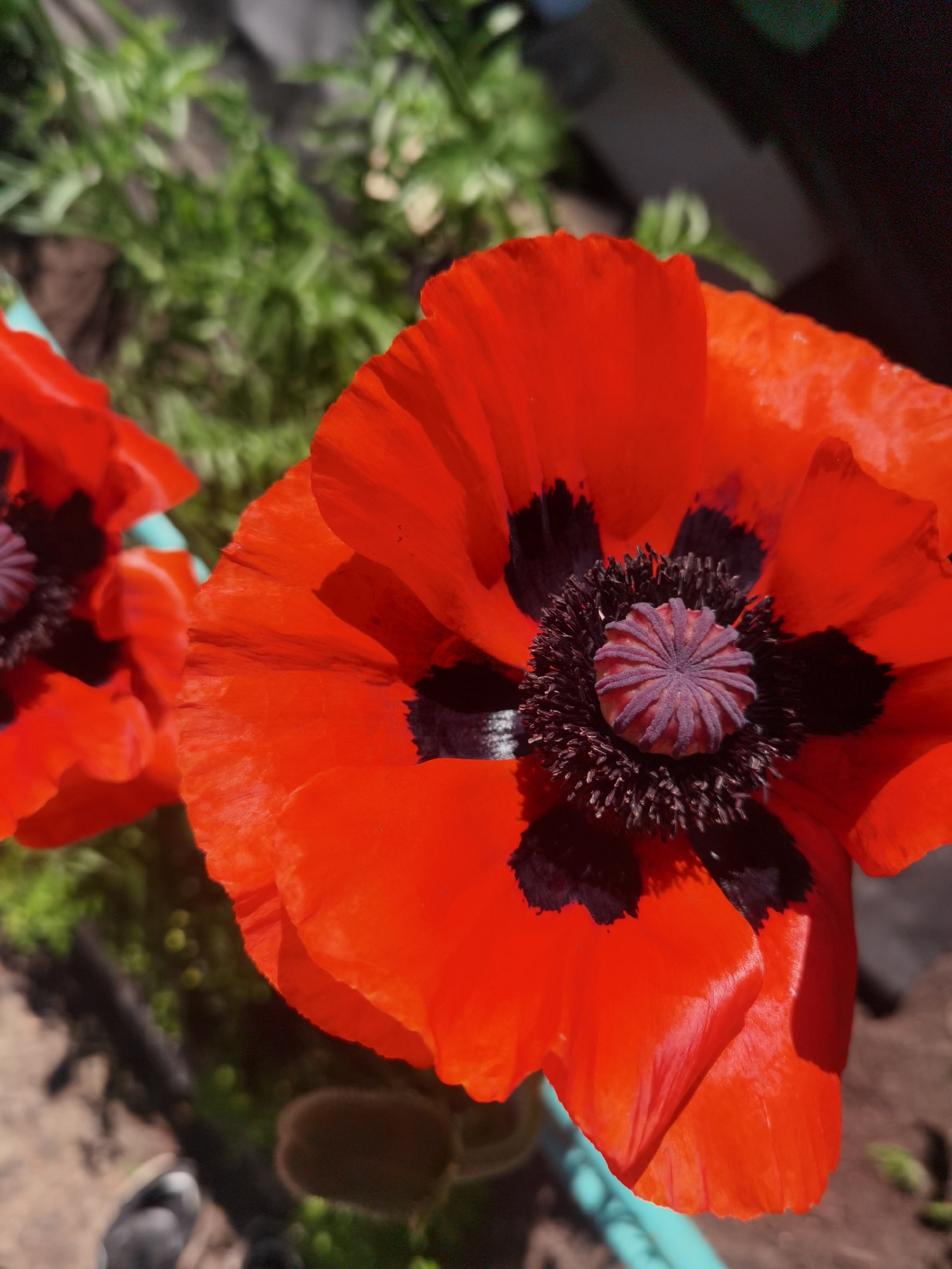 This is a close-up, high-angle, medium shot of two vibrant red poppies in a garden. The poppy in the foreground is in sharp focus, showcasing its large, crinkled petals with distinct black centers. The center of this poppy reveals a complex structure of dark stamens surrounding a ribbed, purplish stigma. A second poppy, slightly out of focus, is visible to the left, also displaying its red petals and dark center.
The background is a mixture of green foliage, a dark, out-of-focus area that could be a fence or building, and a hint of bright blue, possibly a garden hose or pipe. The lighting suggests it is a sunny day, casting shadows on the petals and highlighting their texture. The overall impression is a still life of blooming flowers in a natural or garden setting. No people are visible in the image. The image provides no specific information about the location in Chaikovsky, Russia, other than it is outdoors in a place where poppies grow.