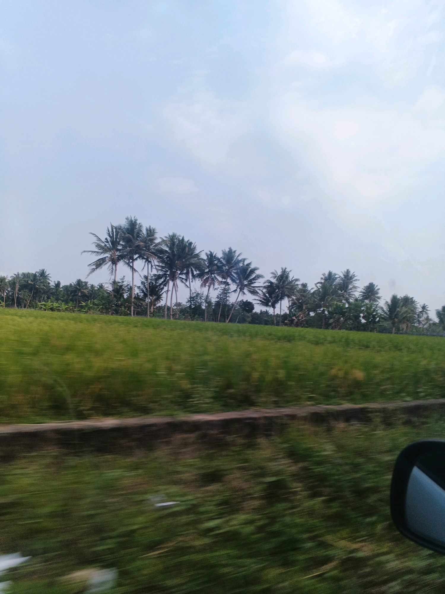 The image captures a landscape scene in Seloboro, Indonesia. In the background, a line of lush green trees, primarily coconut palms, stretches across the horizon under a pale sky with scattered clouds. In the foreground, a vast, vibrant green field, likely agricultural land, is visible. The image is taken from a moving vehicle, evidenced by the motion blur in the lower portion of the frame and the partial view of a black car's side mirror on the right. The overall impression is one of a rural, tropical environment in Indonesia.