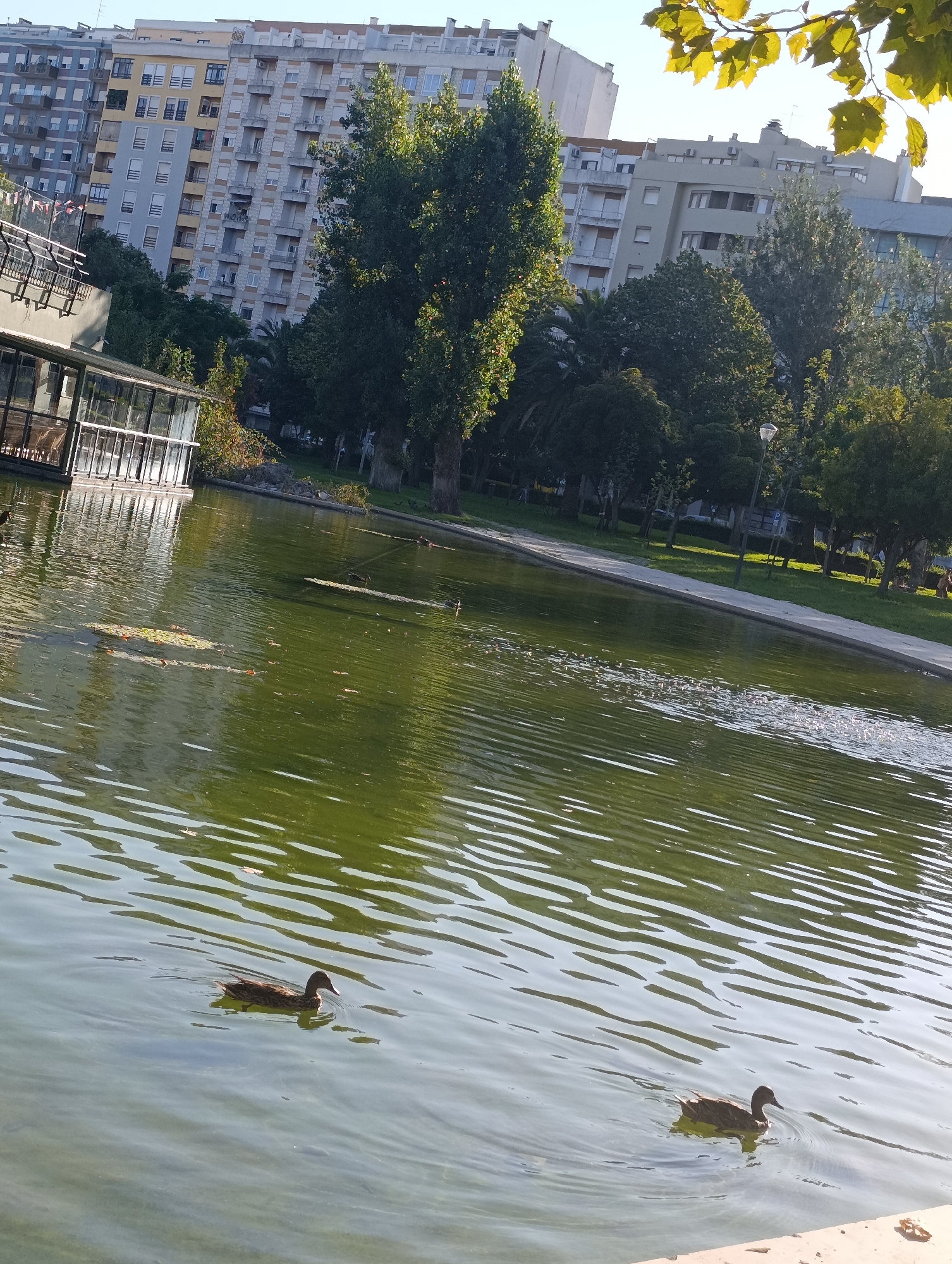 The image depicts a serene park scene in Setúbal, Portugal, featuring a calm body of water and lush greenery. In the foreground, two ducks swim gracefully on the surface of the pond, their dark feathers contrasting with the rippling water. The pond is surrounded by mature trees with dense foliage, casting gentle shadows and creating a tranquil atmosphere. Beyond the trees, modern apartment buildings rise against a clear blue sky, suggesting an urban setting. A glass-enclosed structure with tables and chairs is visible on the left, possibly a café or restaurant overlooking the water. The overall impression is one of a peaceful urban oasis, where nature and city life coexist harmoniously.