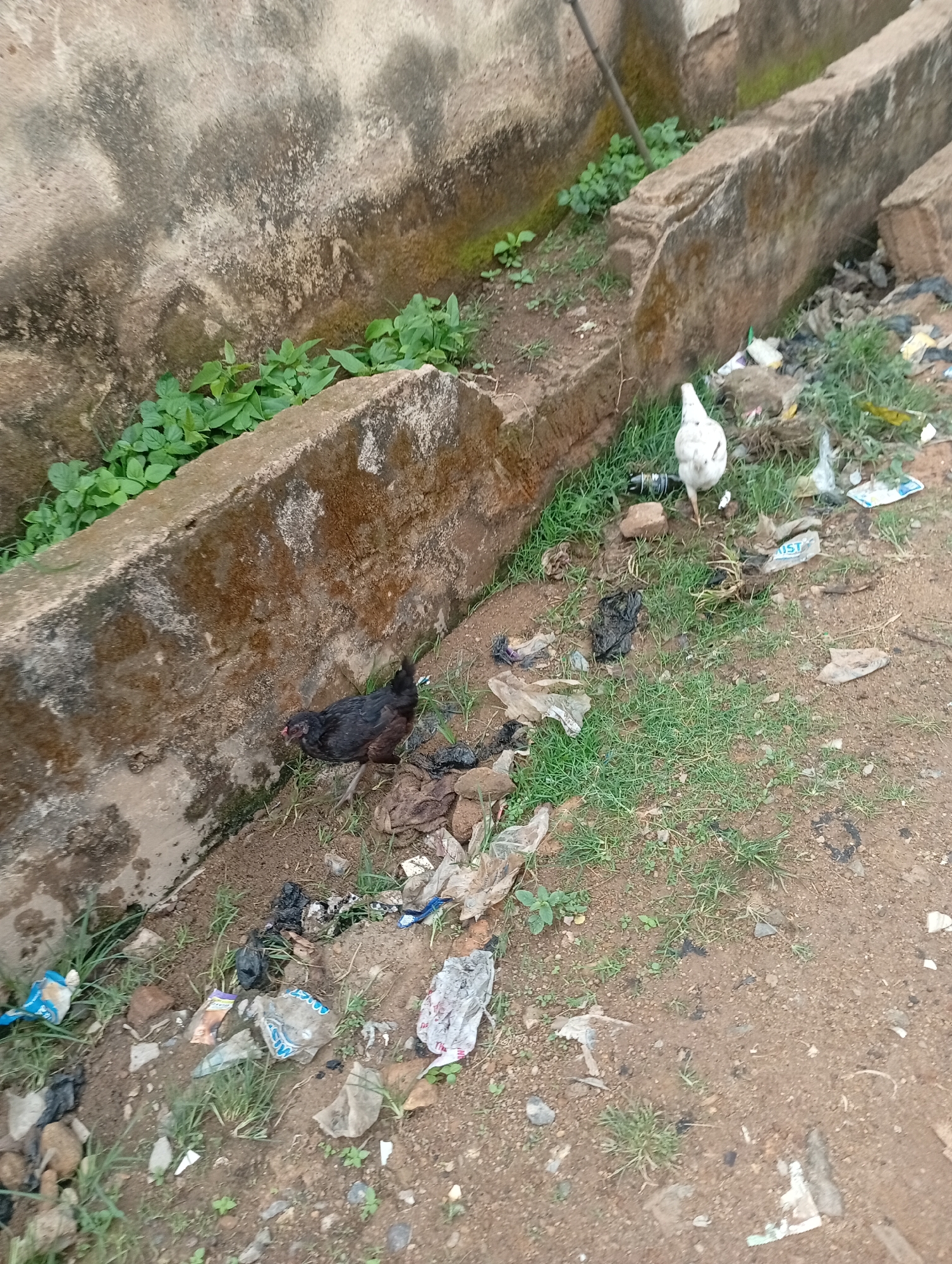 This image depicts an outdoor scene, likely a drainage ditch or embankment, in Rafin Par, Nigeria. Two chickens are visible. One is a dark-colored hen pecking at the ground near a concrete structure, while a white chicken stands further away on the grassy ground amidst scattered debris. The environment is characterized by a rough, dirty surface with patches of green grass and weeds growing along the sides of the concrete structures. There is a considerable amount of litter, including plastic bags and wrappers, strewn across the ground, particularly in the foreground and near the chickens. The concrete structures appear weathered and possibly part of an urban infrastructure.
