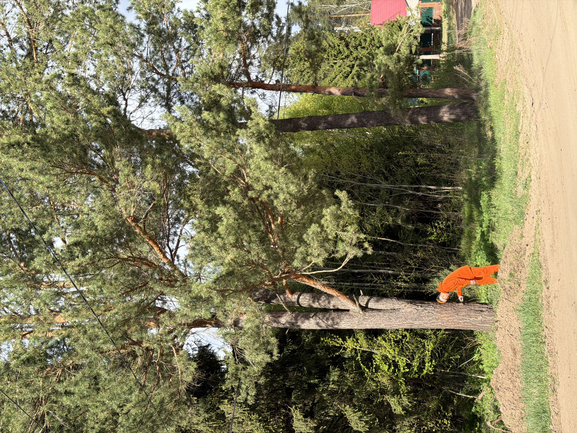 A landscape photograph shows a person in an orange jumpsuit inspecting a fallen tree on a dirt road. The road is lined with green grass on one side and dense green foliage and tall pine trees on the other. The background reveals glimpses of a building with a red roof amidst more greenery. Based on the metadata, the location is Chaikovsky, Perm Krai, Russia. The focus of the photograph is the tree, which appears to be partially obstructing the road.
