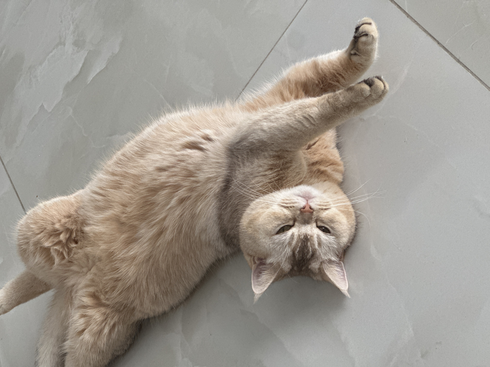 A cream-colored cat is depicted lying playfully on its back on a light gray tiled floor. Its body is stretched out, with its front paws extended upwards, revealing dark pads on its paws. Its hind legs are bent, and its tail is largely out of view. The cat has a relaxed and somewhat blissful expression, with its eyes partially closed and its head tilted back towards the viewer. Subtle tabby markings are visible on its face and limbs, contrasting with its generally light, fluffy fur. Its nose is pink, and white whiskers extend from its muzzle. The tiled floor features a faint, marbled pattern, suggesting an indoor setting. The lighting appears soft and natural, indicating it is likely daytime. There is no visible text in the image.