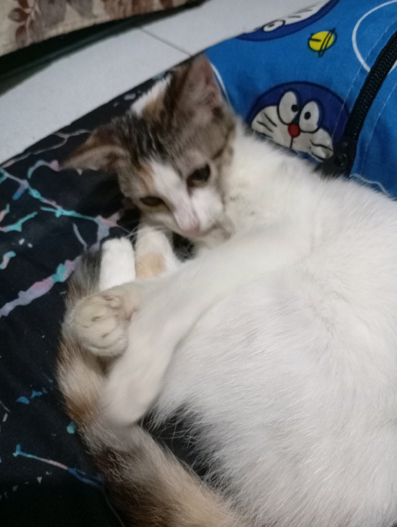 A domestic shorthair cat is lying on a patterned surface, possibly a blanket or rug, which has abstract white, pink, and light blue markings on a dark background. The cat is predominantly white with brown and grey patches on its head, ears, and tail. It is curled on its side, with its front paws tucked in. Part of the cat is resting on a blue fabric with a cartoon character, likely Doraemon, printed on it. The background above the cat shows a blurry, floral patterned surface. The overall lighting suggests an indoor environment. The image is a close-up shot focusing on the cat and its immediate surroundings.