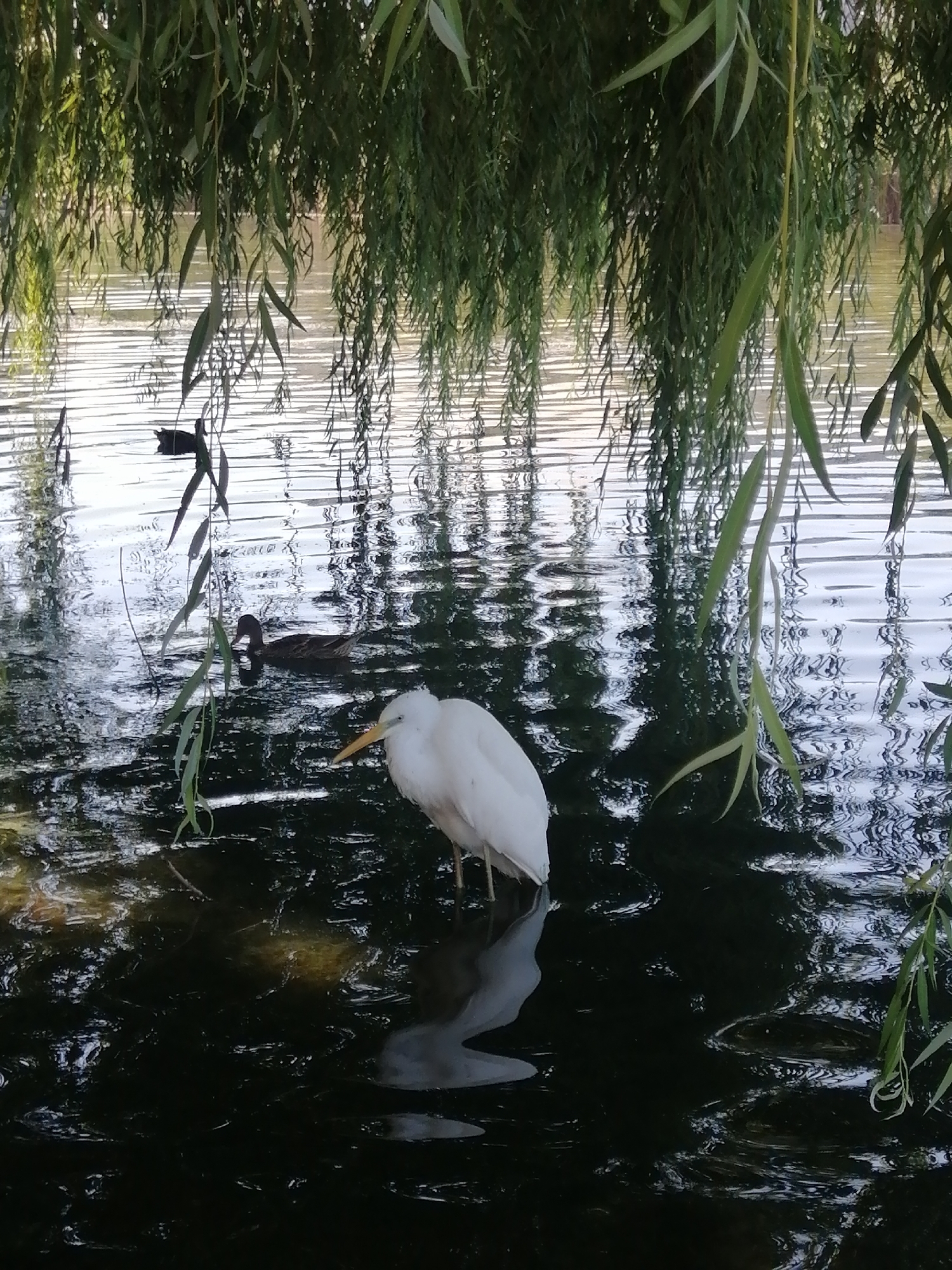 A white great egret stands in dark, rippling water under the drooping branches of a willow tree. The egret, facing left, has a yellow beak and its body is mostly white. Its reflection is visible in the water. In the background, two ducks are swimming. One duck is dark and closer to the surface, while the other, brown and black, is further back. The water is reflecting the sky and the surrounding foliage, creating a dappled effect. The scene appears to be a natural setting within a park or near a body of water. This image is from Kremenchuk, Ukraine.