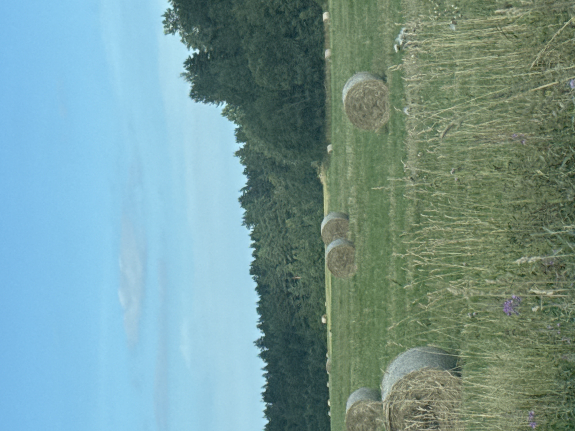 In Yablonovka, Russia, a field dotted with round hay bales is depicted under a clear blue sky with a few wispy clouds. A dense line of dark green trees forms a backdrop at the edge of the field. The foreground features tall, dry grasses and some scattered purple wildflowers, partially obscuring several of the hay bales. The hay bales are of varying sizes and distances from the viewer, with some in sharper focus in the foreground and others receding into the middle ground. The scene conveys a rural, agricultural setting during a clear day.