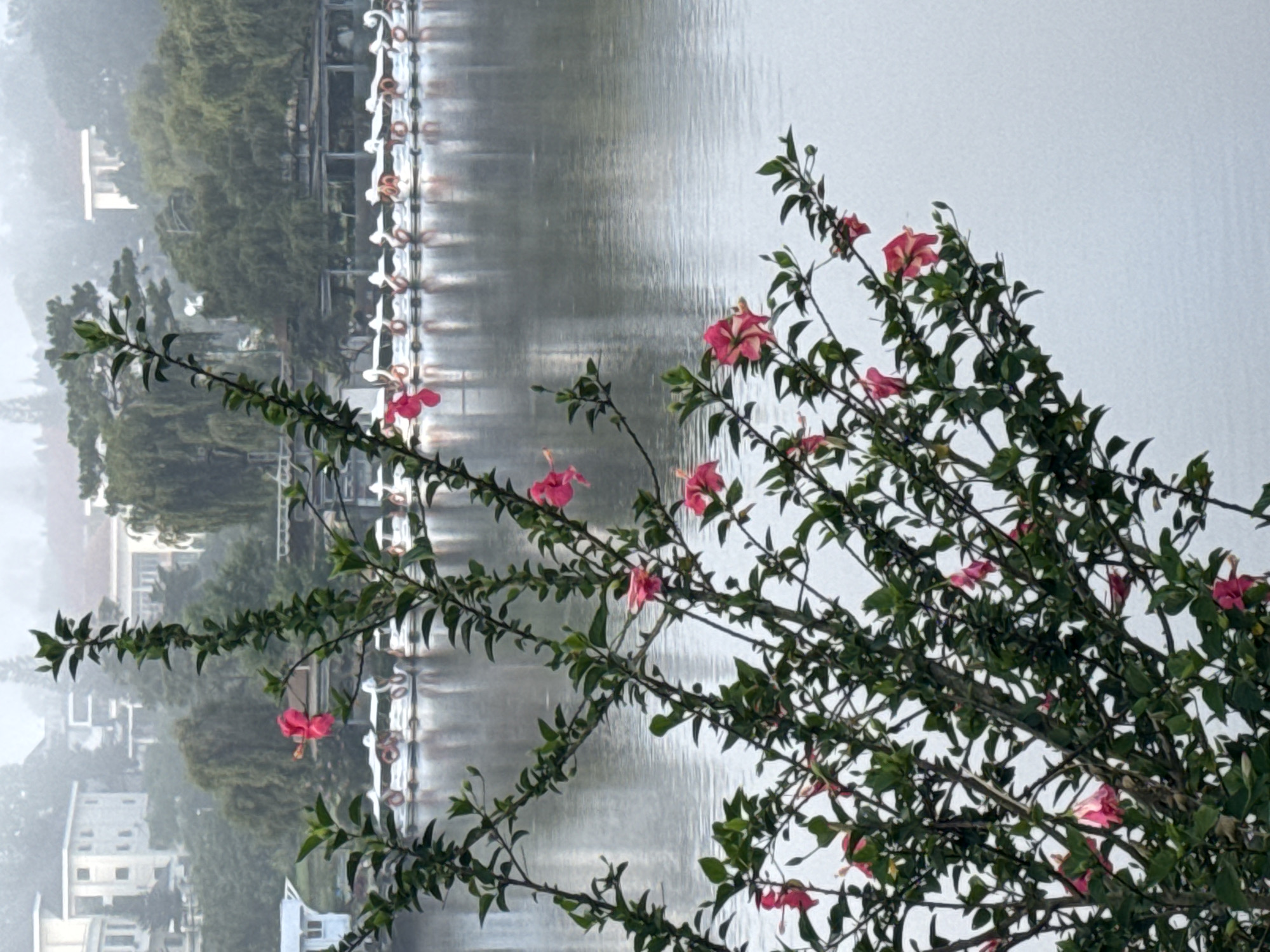 A hibiscus bush with numerous pink and red flowers is in the foreground, obscuring the view of a calm lake in the city of Da Lat, Vietnam. Several white swan-shaped paddle boats are docked on the lake, facing the shore. In the background, buildings and trees are visible through a light mist, suggesting an overcast or foggy morning.