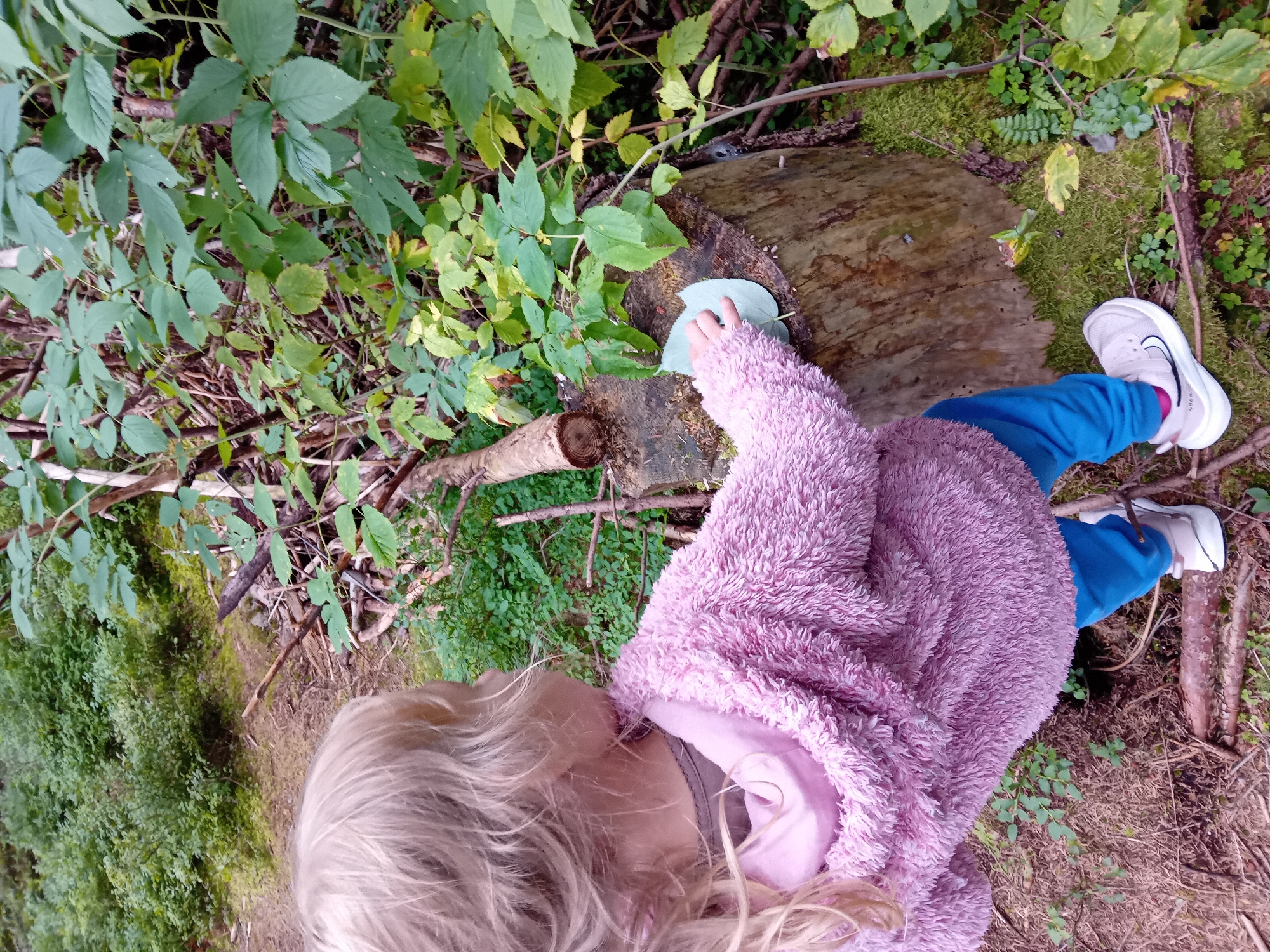 In Zuberec, Slovakia, a young child with blonde hair, wearing a pink fuzzy jacket and blue pants, is observed from behind as they stand next to a tree stump in a wooded area. The child is reaching out to touch a large, light green leaf on the stump. The environment consists of dense green foliage, fallen branches, and moss-covered ground.