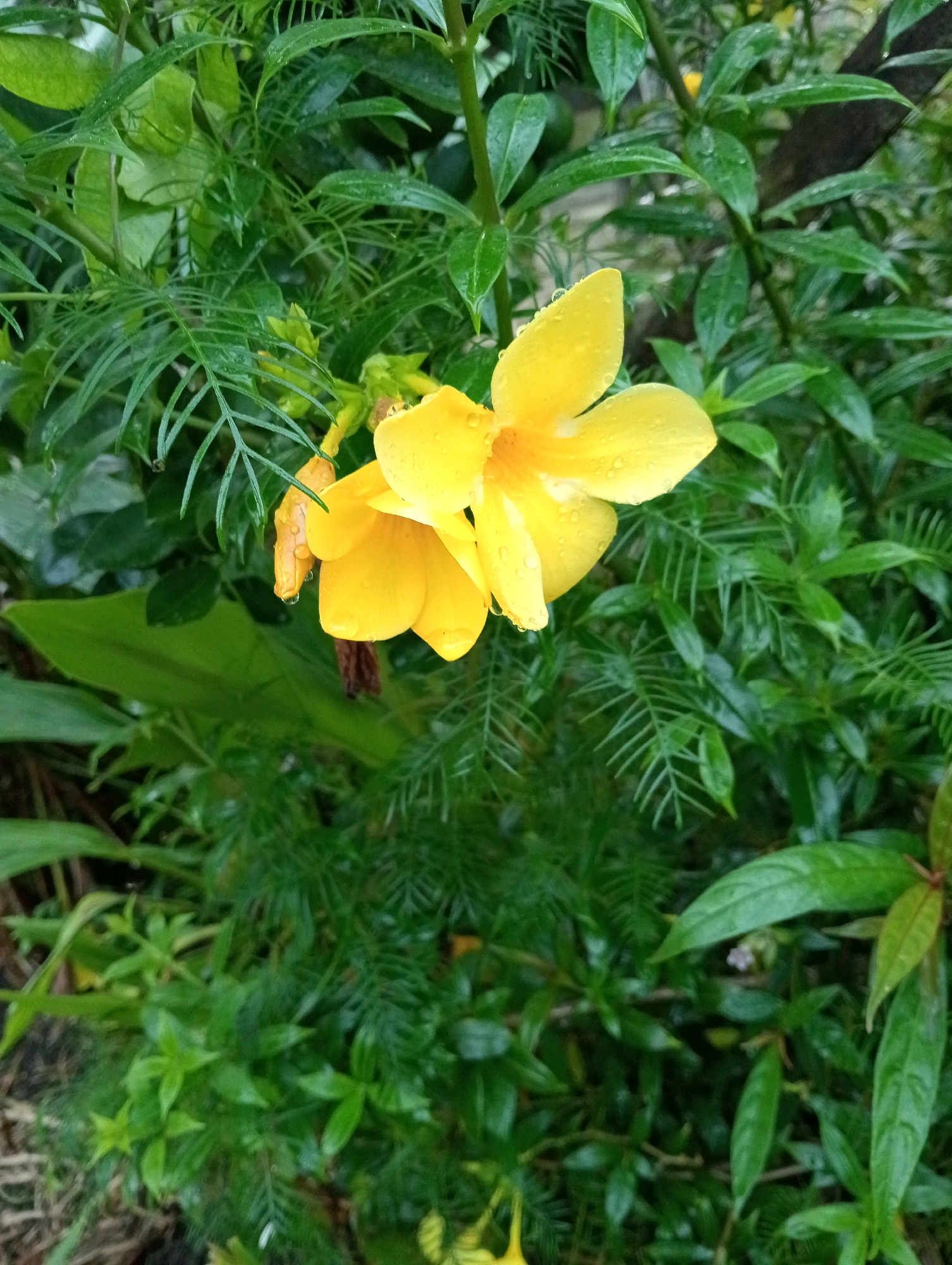 In Campago Barat, Indonesia, a close-up shot captures a cluster of vibrant yellow flowers, likely Allamanda cathartica, adorned with glistening water droplets. The flowers are set against a lush backdrop of various green foliage, creating a vibrant contrast. Some of the leaves appear wet, suggesting recent rainfall. The depth of field is shallow, with the flowers and their immediate surroundings in sharp focus, while the background foliage is softly blurred, drawing the viewer's attention to the delicate details of the petals and water droplets. The overall impression is one of natural beauty and freshness, a common sight in the tropical environment of Indonesia.