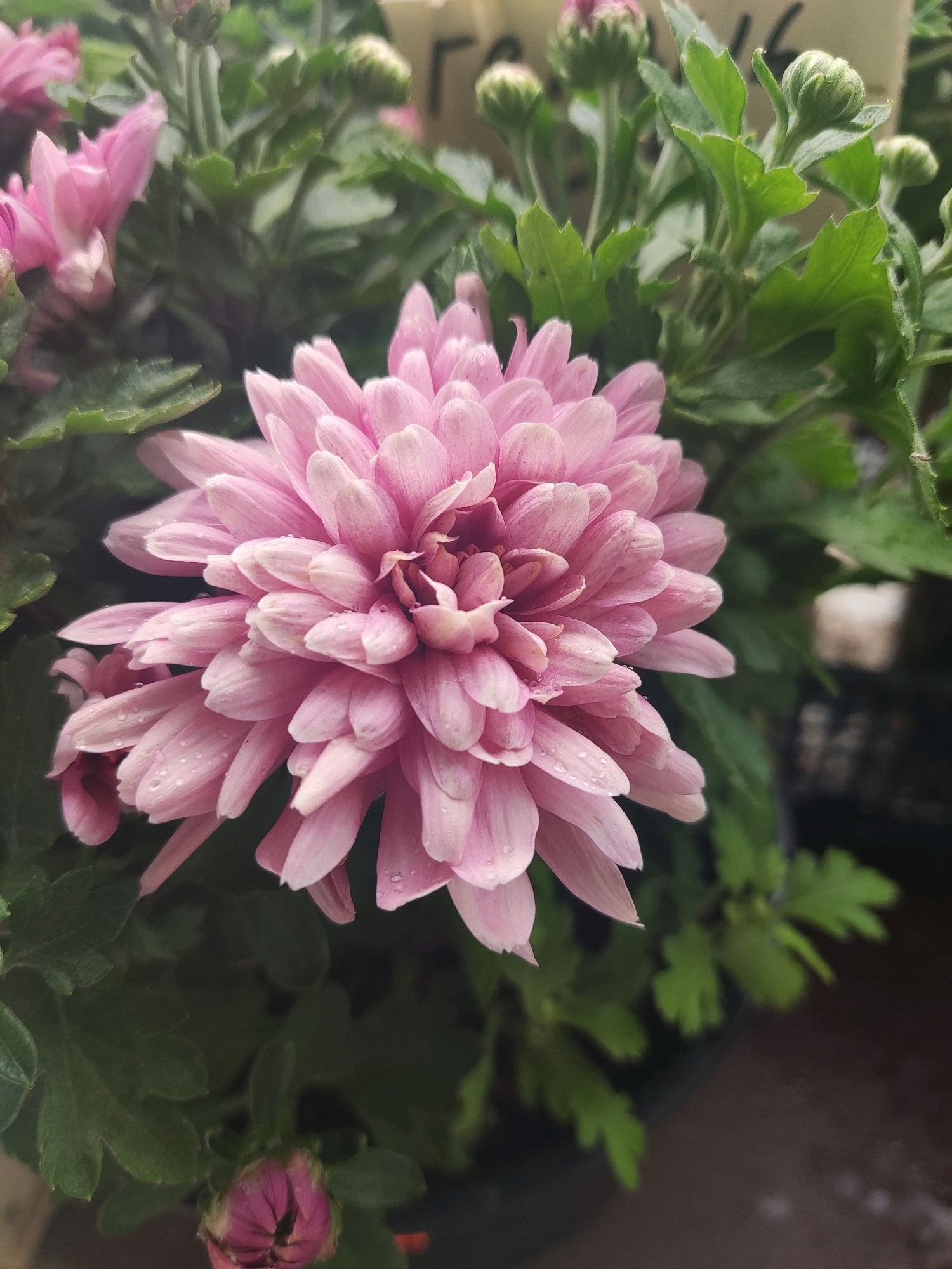 A close-up, eye-level shot focuses on a light pink chrysanthemum flower. The bloom is in full display, with numerous layered petals, some showing tiny water droplets. The flower is surrounded by vibrant green foliage and several closed flower buds. The background is softly blurred, suggesting an outdoor setting, possibly a garden or a flower shop in Свіслацкі сельскі Савет, Belarus. The lighting is natural, highlighting the delicate texture of the petals. There are no people visible in the image.