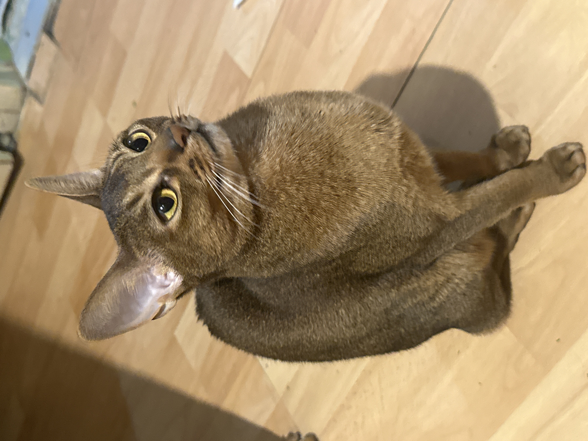 An Abyssinian cat, exhibiting a reddish-brown ticked coat, sits upright on a light wooden laminate floor. The cat possesses large, pointed ears and striking amber-yellow eyes, which are directed upwards and slightly to the right, indicating attention towards an unseen point off-camera. White whiskers are prominent on its muzzle. Its body is positioned facing generally forward, with its forelegs neatly tucked. The immediate environment consists of the wood-patterned floor, while the background is blurred and indistinct, suggesting an indoor setting. This scene is located in the city of Moscow, Russia.