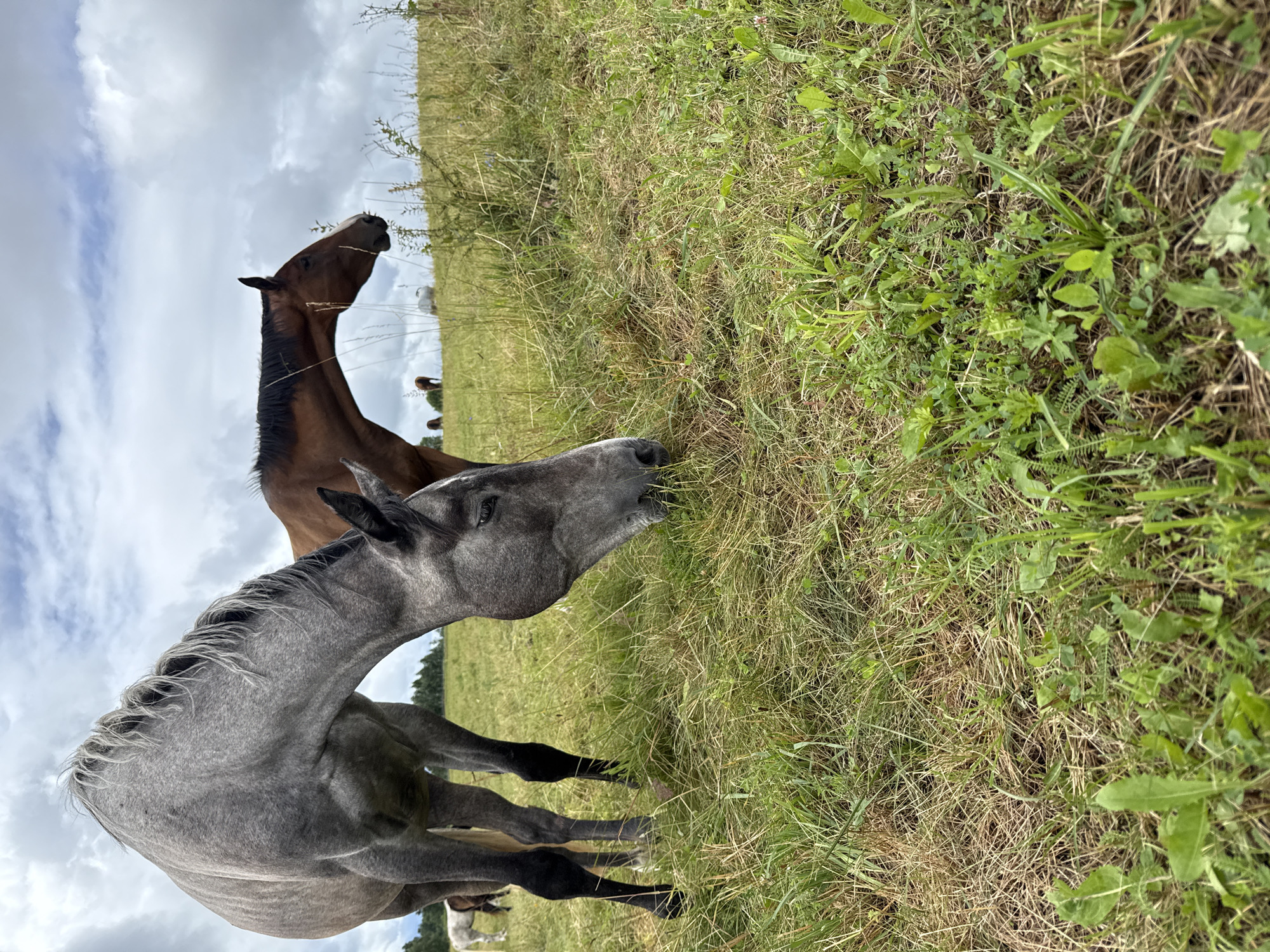In a grassy field in Galinė, Lithuania, a gray horse grazes in the foreground, its head lowered to the ground. Behind it, a brown horse stands facing away from the camera, its head also lowered to graze. The field is covered in green grass with patches of dry hay. In the background, a line of trees forms the horizon under a cloudy sky. Several other horses are visible in the distance, scattered across the field. The image is taken from a low angle, emphasizing the horses and the vastness of the field.