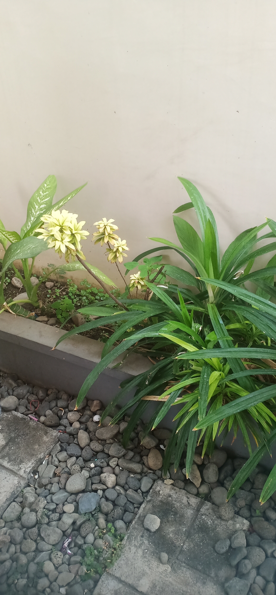 The image depicts a section of an outdoor garden bed against a light-colored wall. The garden bed contains several plants, including a large plant with long, green, blade-like leaves in the foreground on the right, and a plant with broader, variegated green and white leaves on the left. In the center, there are clusters of pale yellow flowers on slender stems. The garden bed itself appears to be constructed from a gray material and is filled with dark soil and small green plants. In front of the garden bed, there is a pathway or ground cover composed of numerous smooth, gray and black river stones. The wall behind the plants is a plain, neutral color, possibly painted stucco. The scene appears to be located in Probolinggo, Indonesia, given the context. There are no people visible in the image, and the focus is entirely on the plants and the surrounding ground. The lighting suggests it is daytime, possibly overcast, with soft shadows cast by the foliage.